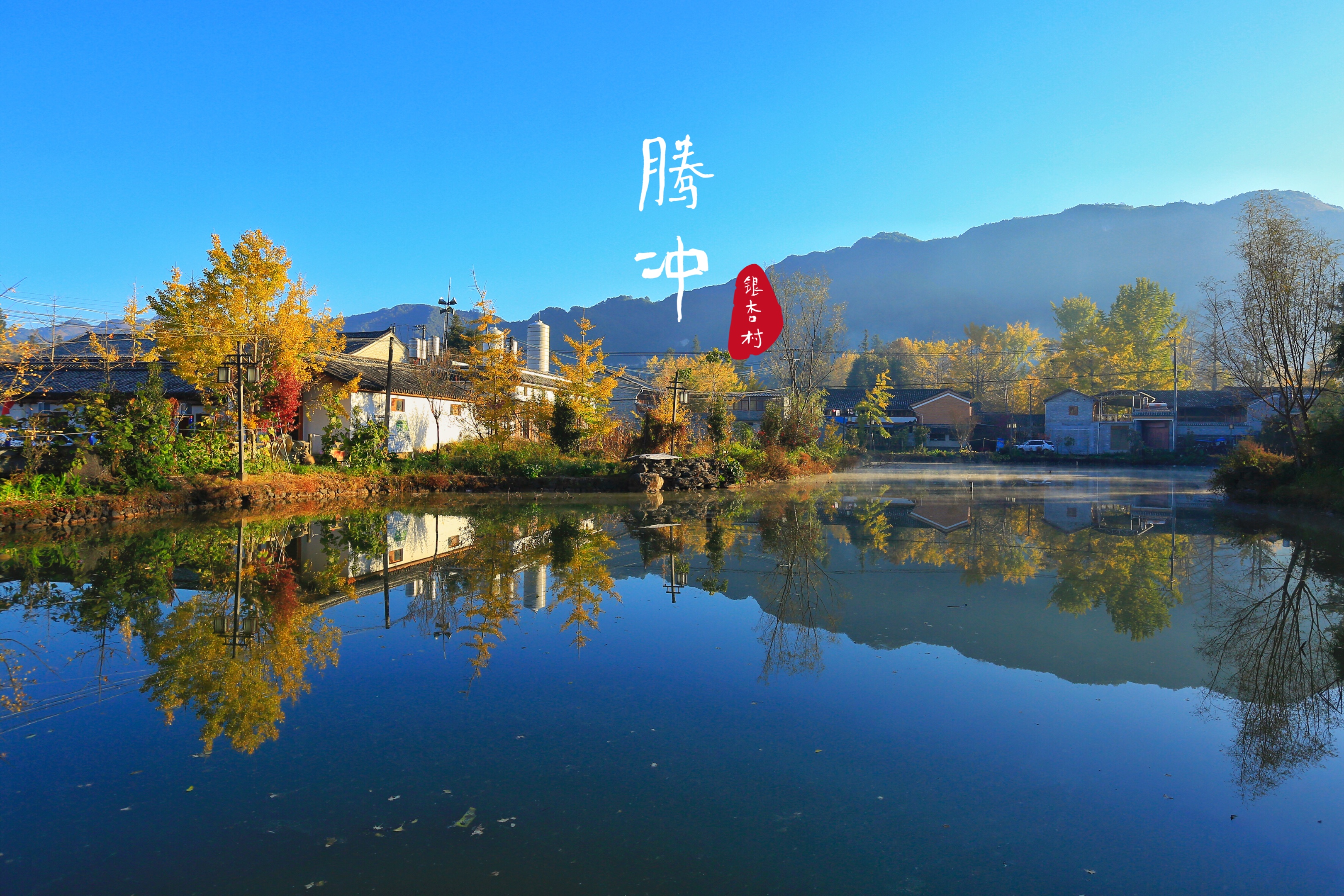 金色童话 腾冲银杏村