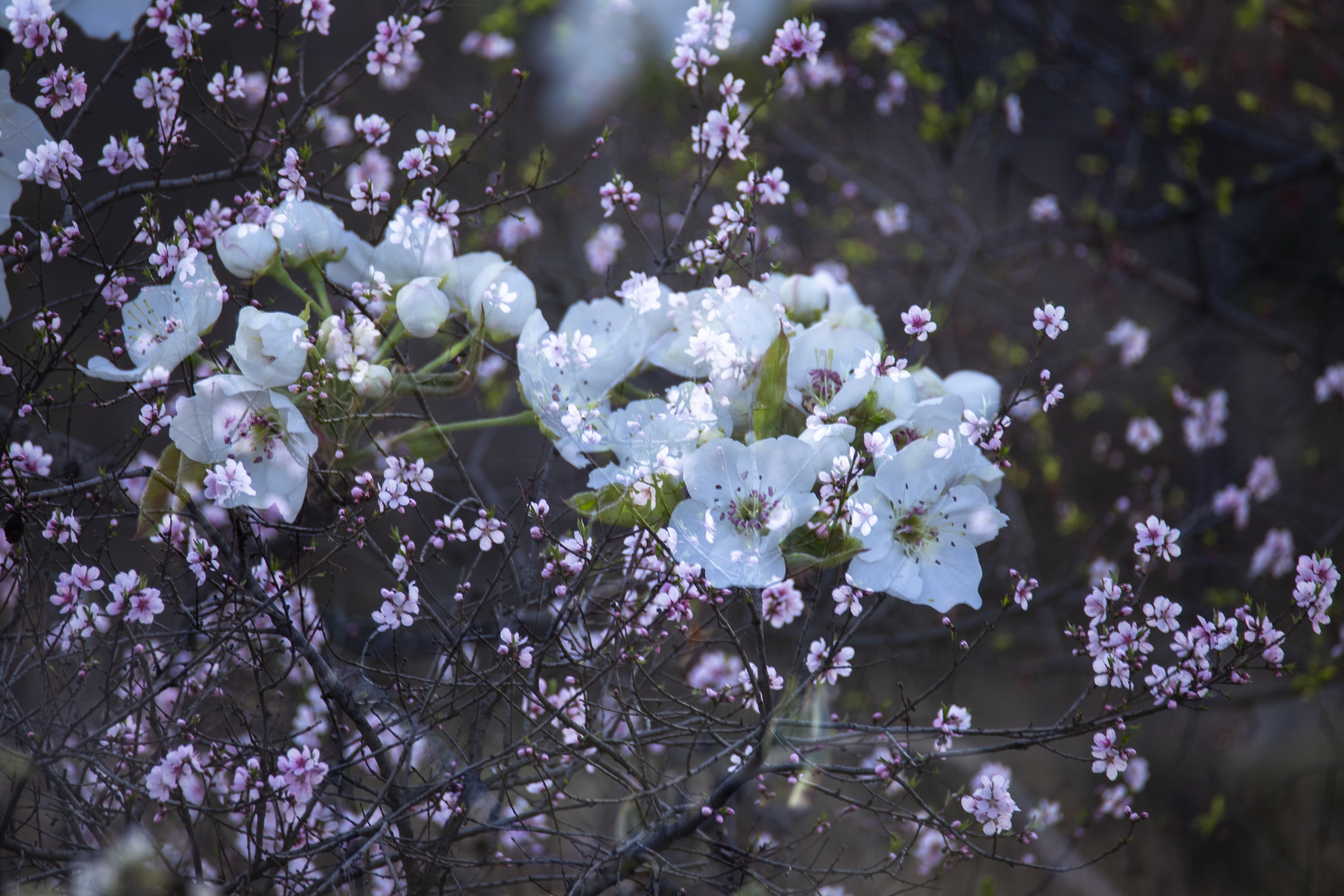 首發四季花開耕耘心田