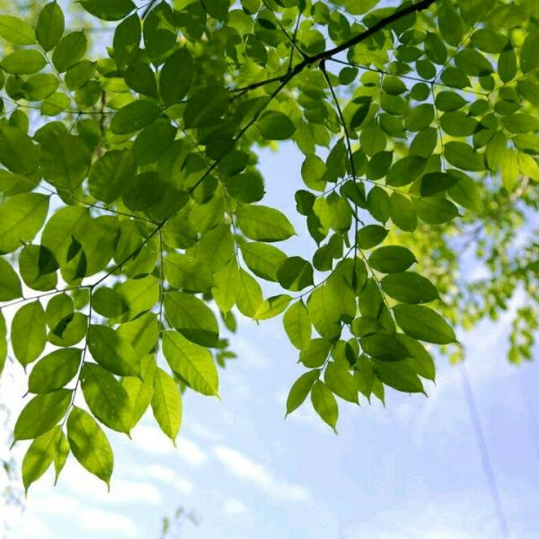 百草苑评诵 《一片槐树叶》7 总第39期