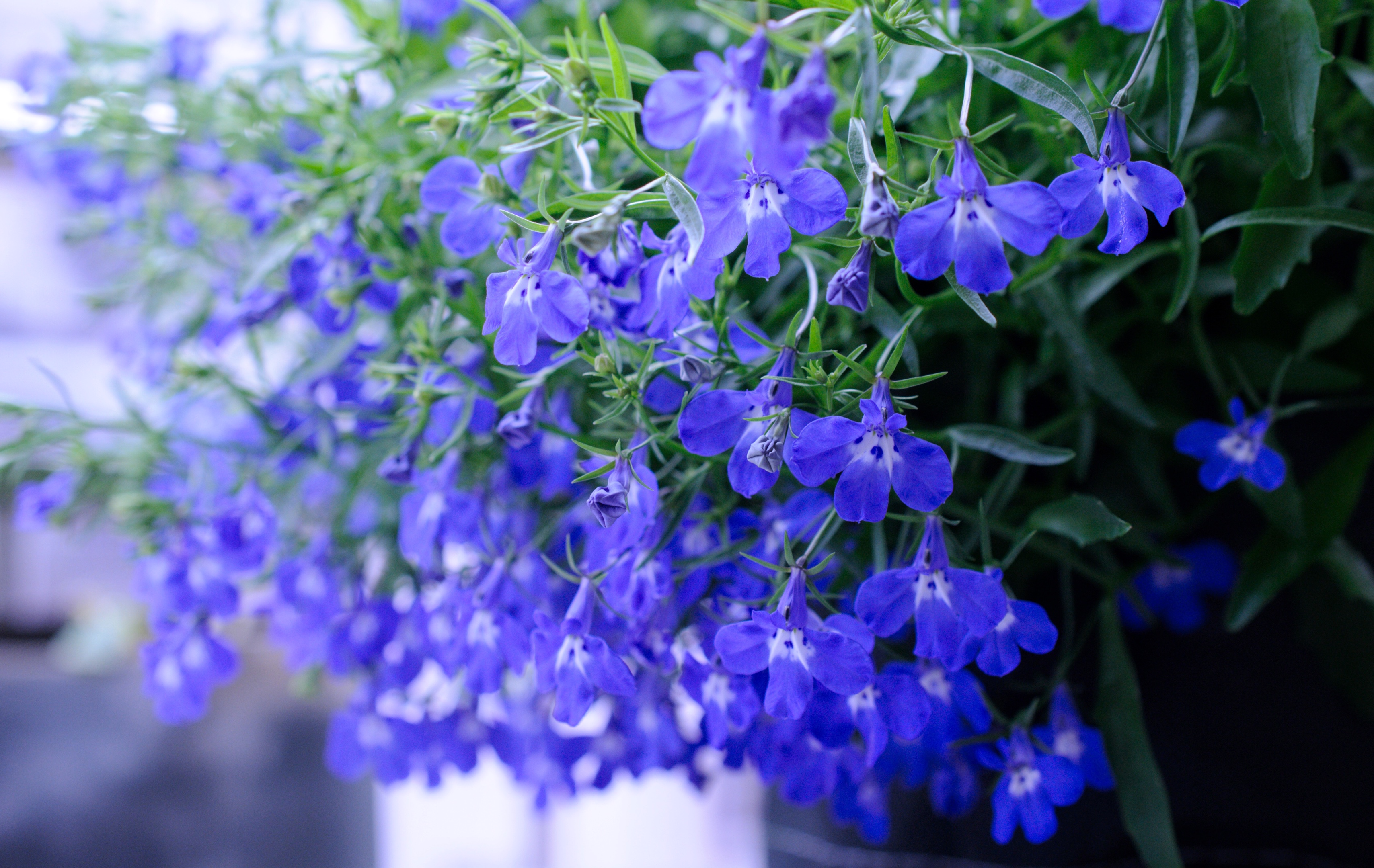 喧喧嚷嚷翠蝶花