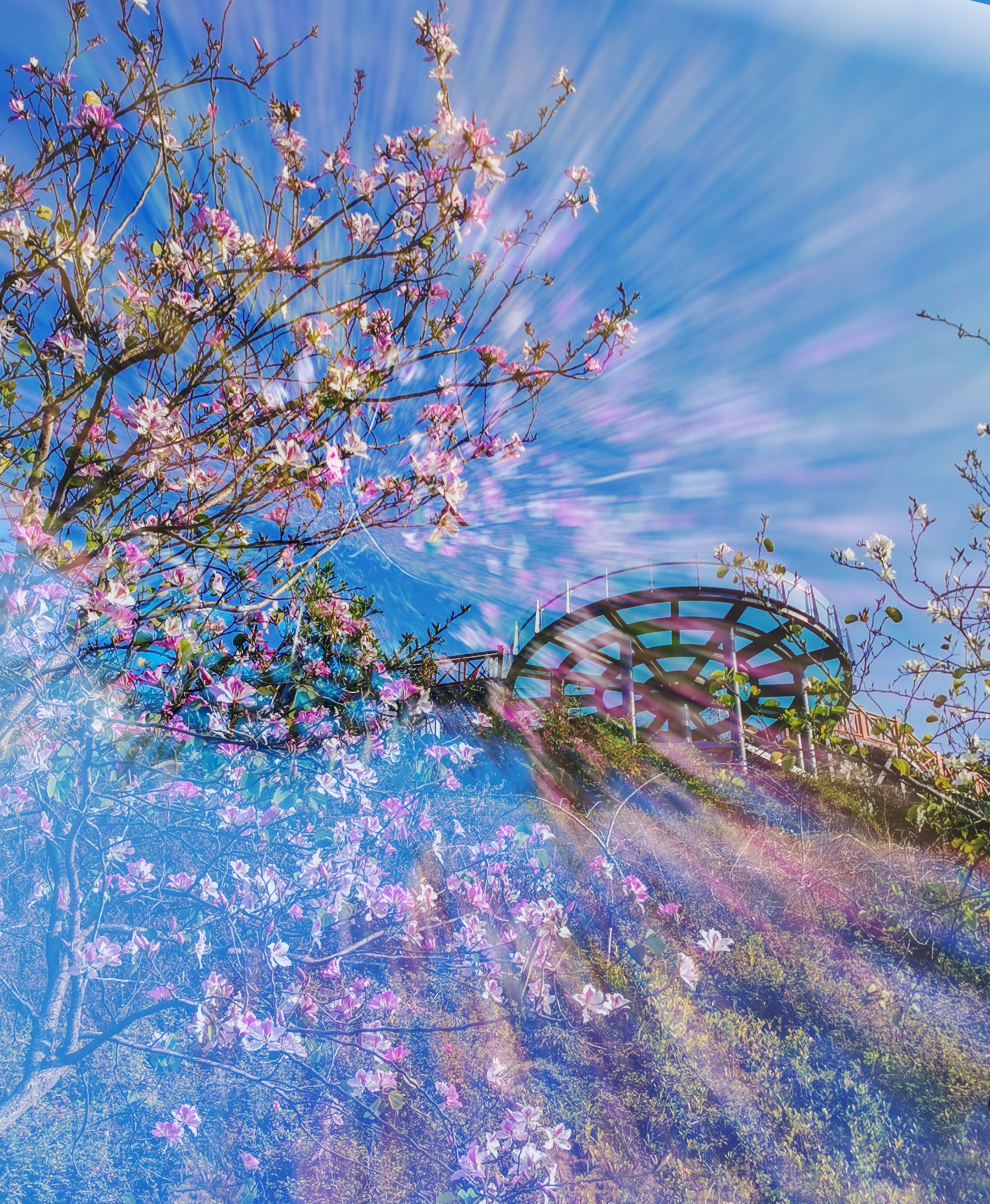 赤湾樱花图片
