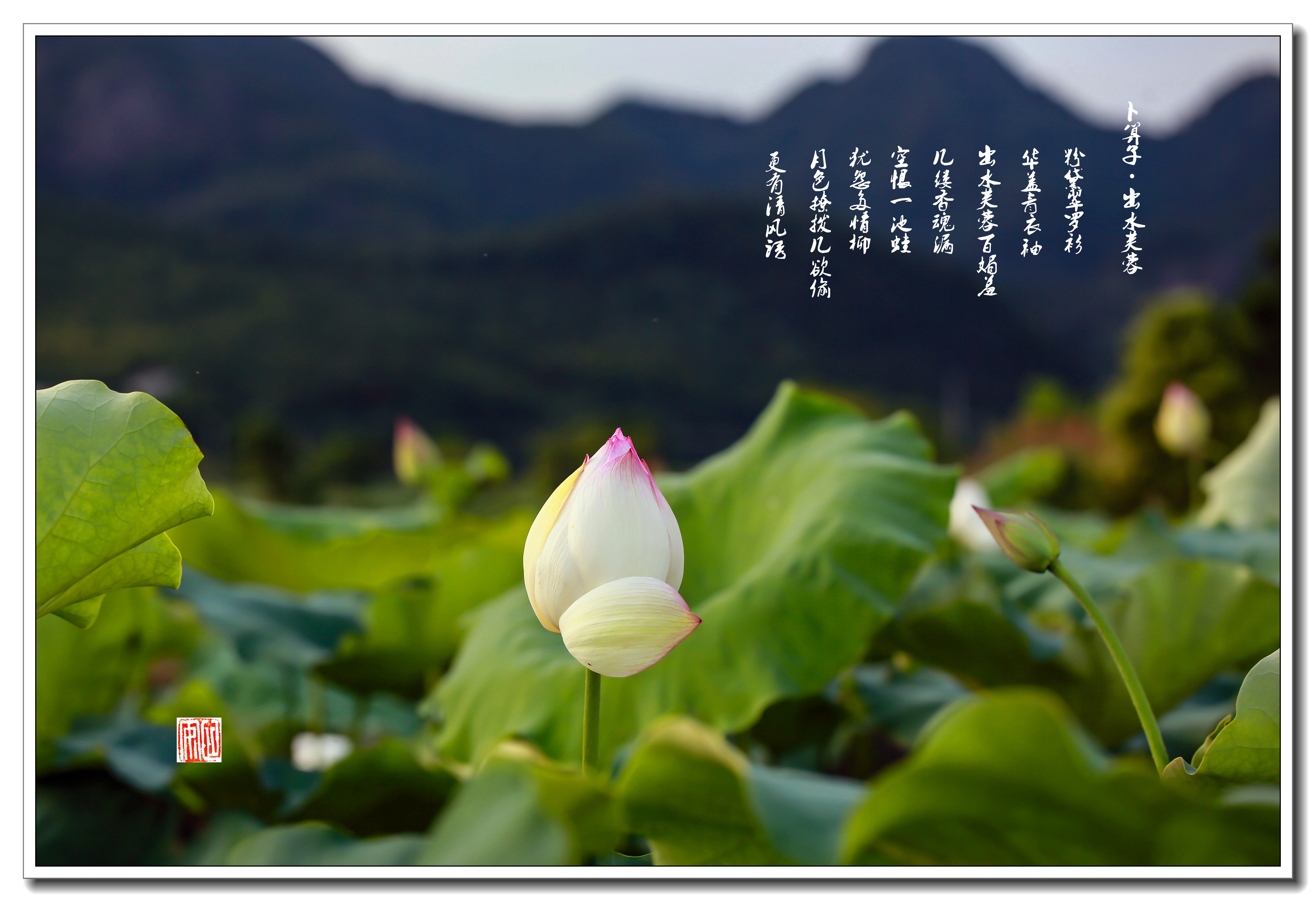 風飄飄而吹衣,霧靄靄而暗遠山. 六月荷花香,十里荷花羞答答!