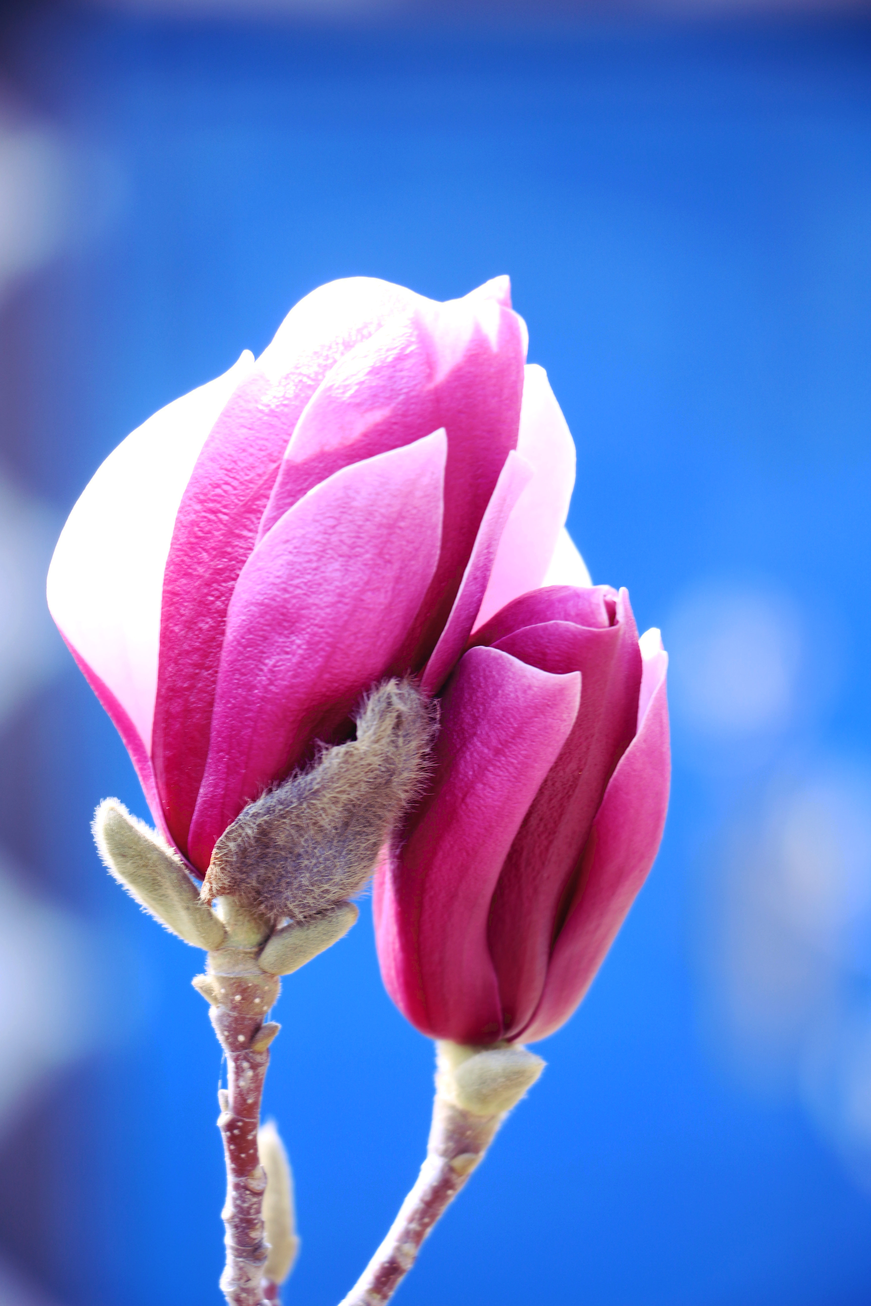 — 明·睦石《玉兰》 点破银花玉