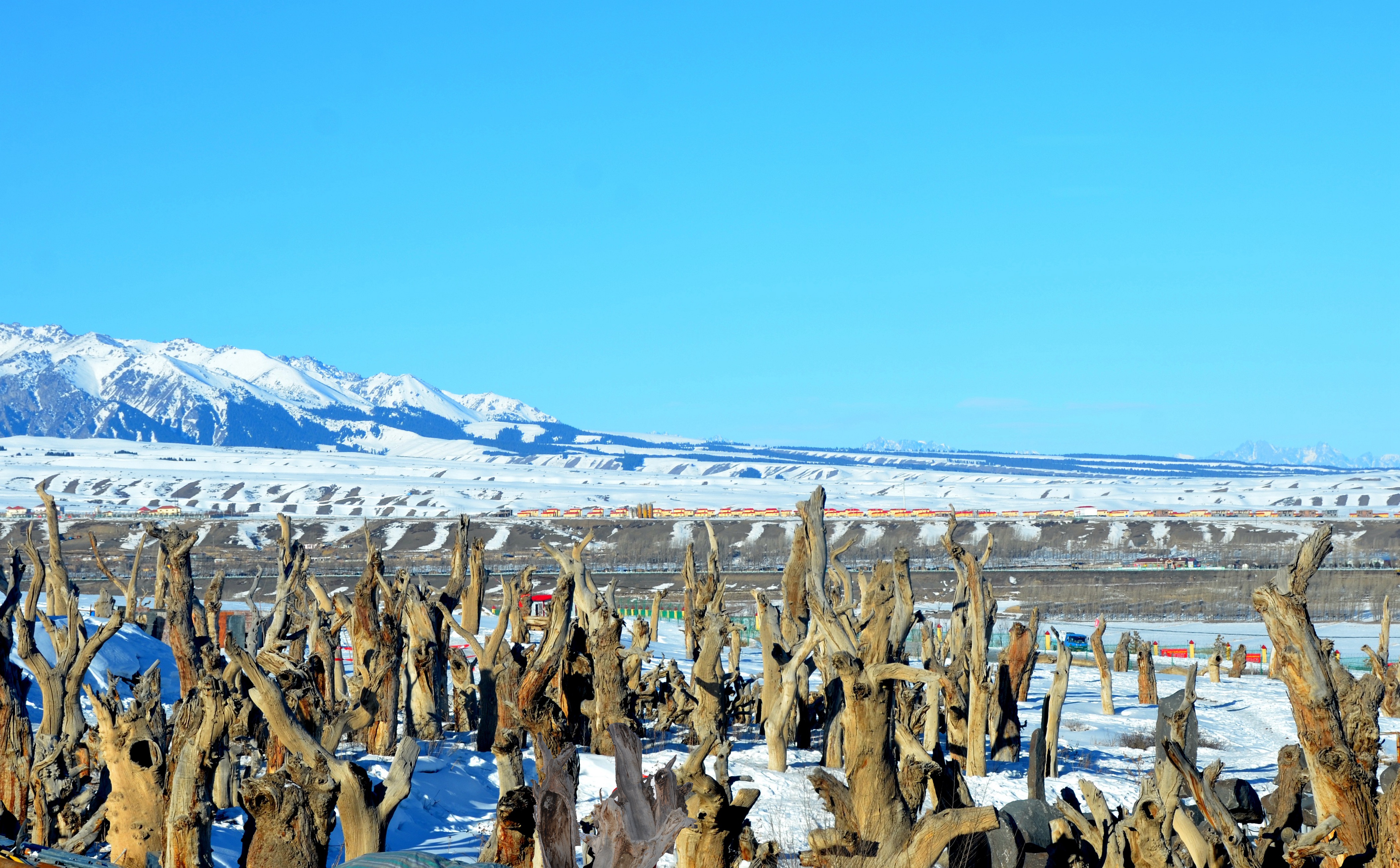 屯垦戍边的足迹~深情的胡杨/作者:玛河石/诵读:玛河石