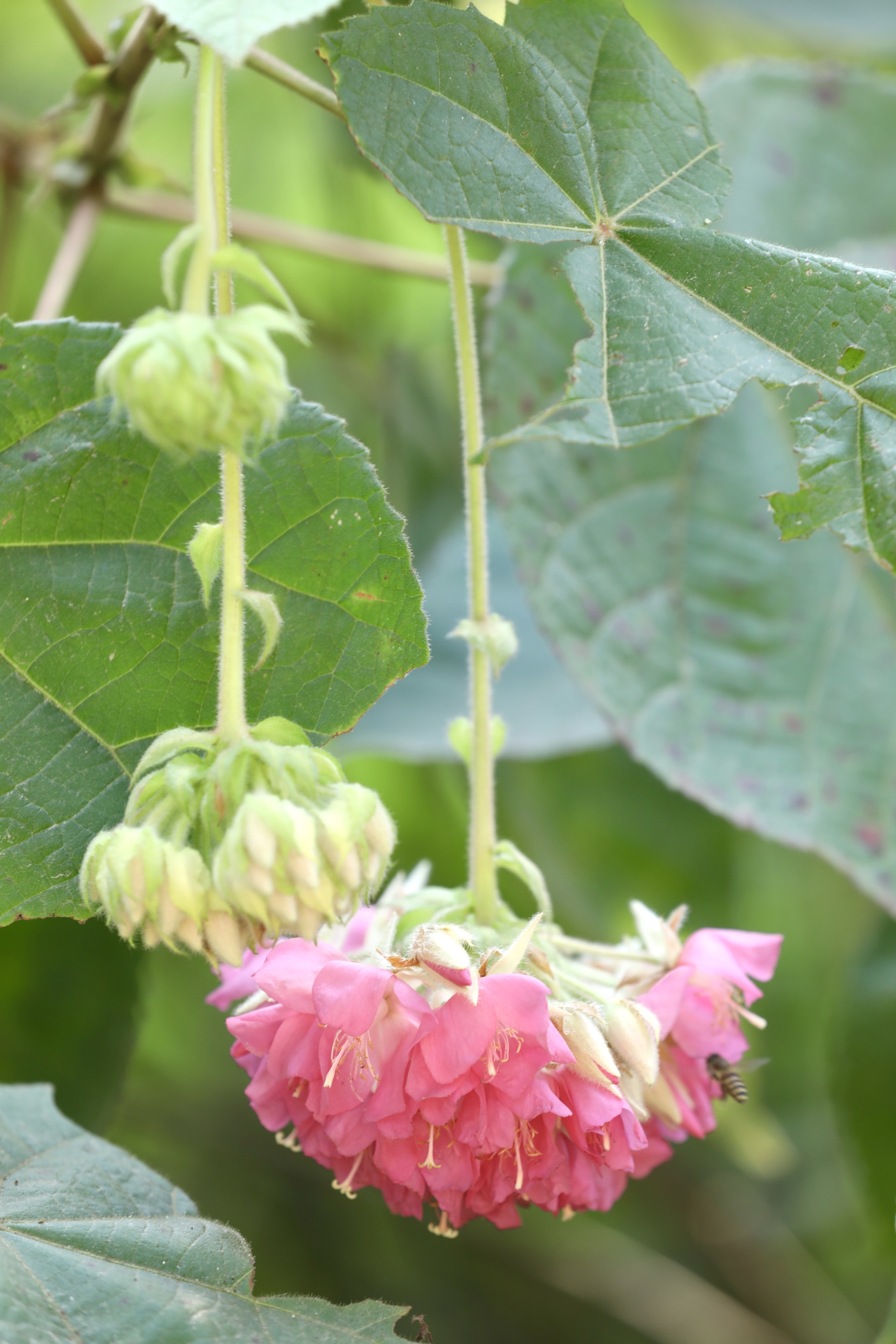 首发非洲芙蓉