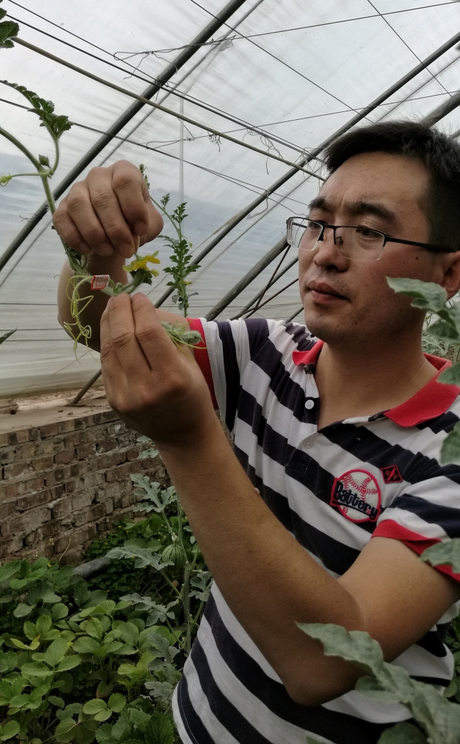 农技师王东明正在福运来瓜地对花(人工授粉)