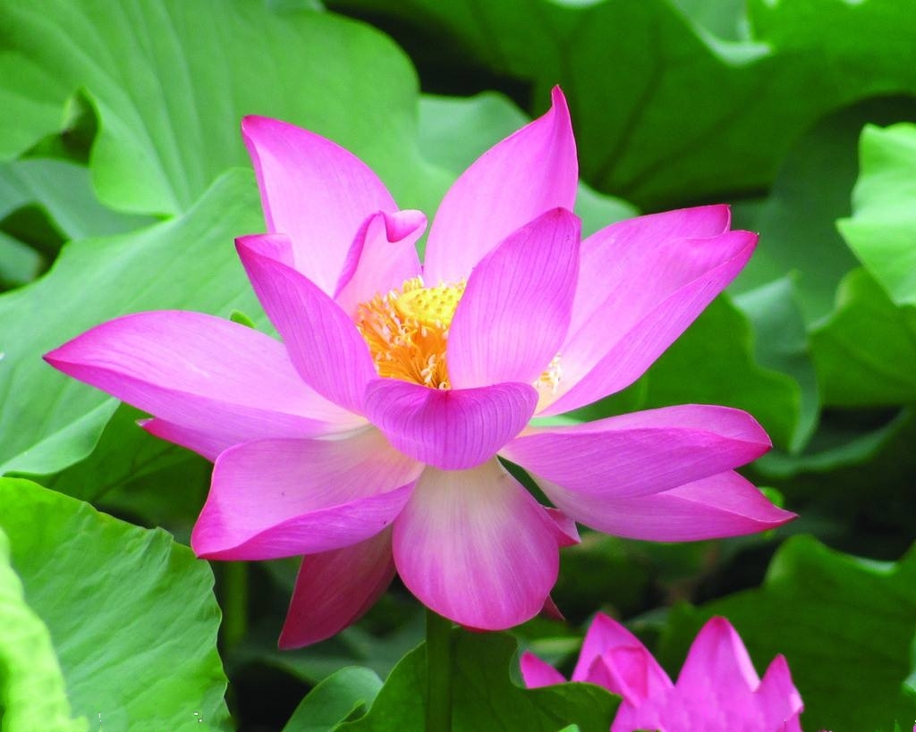 首发大暑赏荷花清凉伴消夏