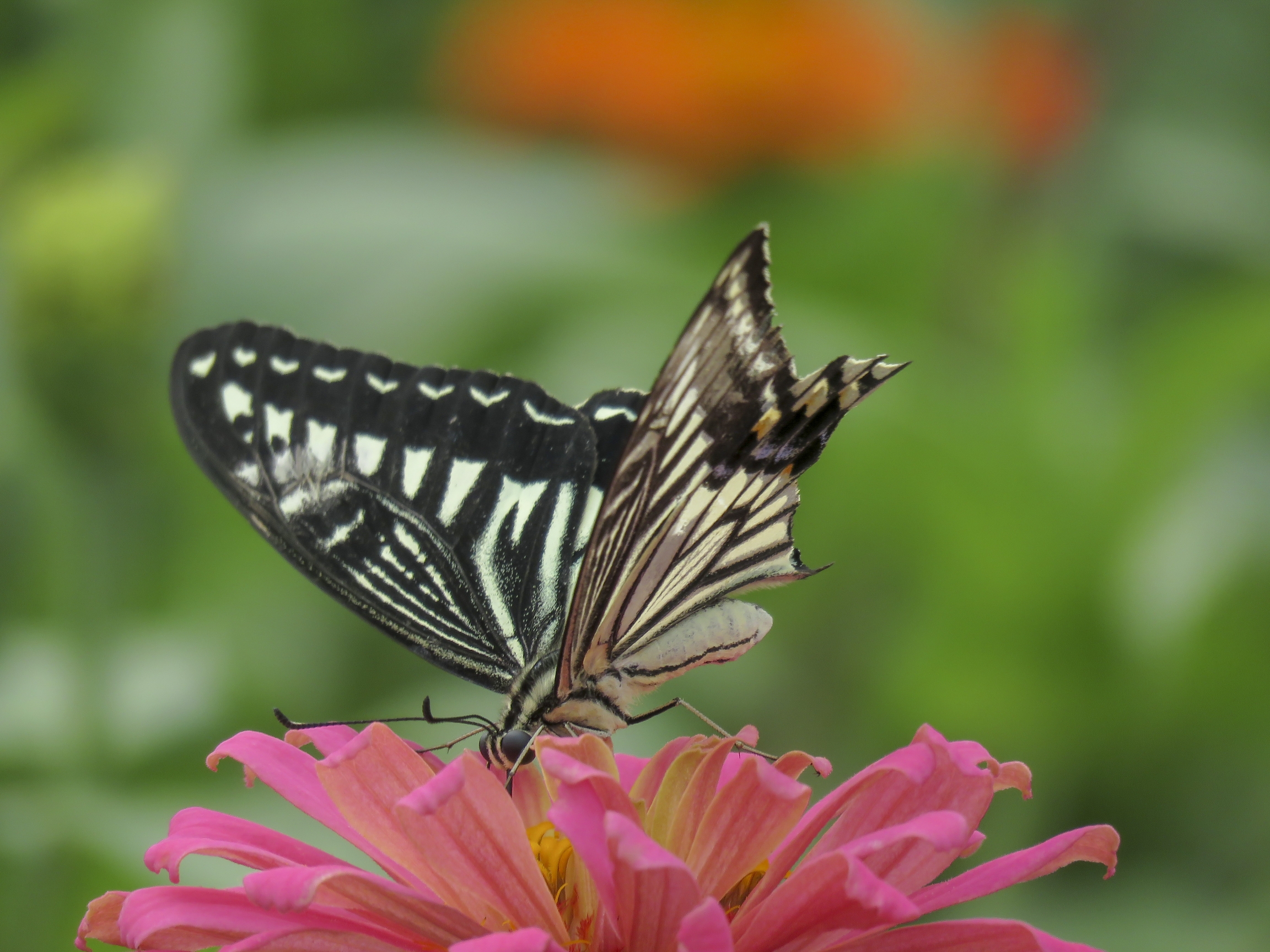 凤蝶花中舞vv首发