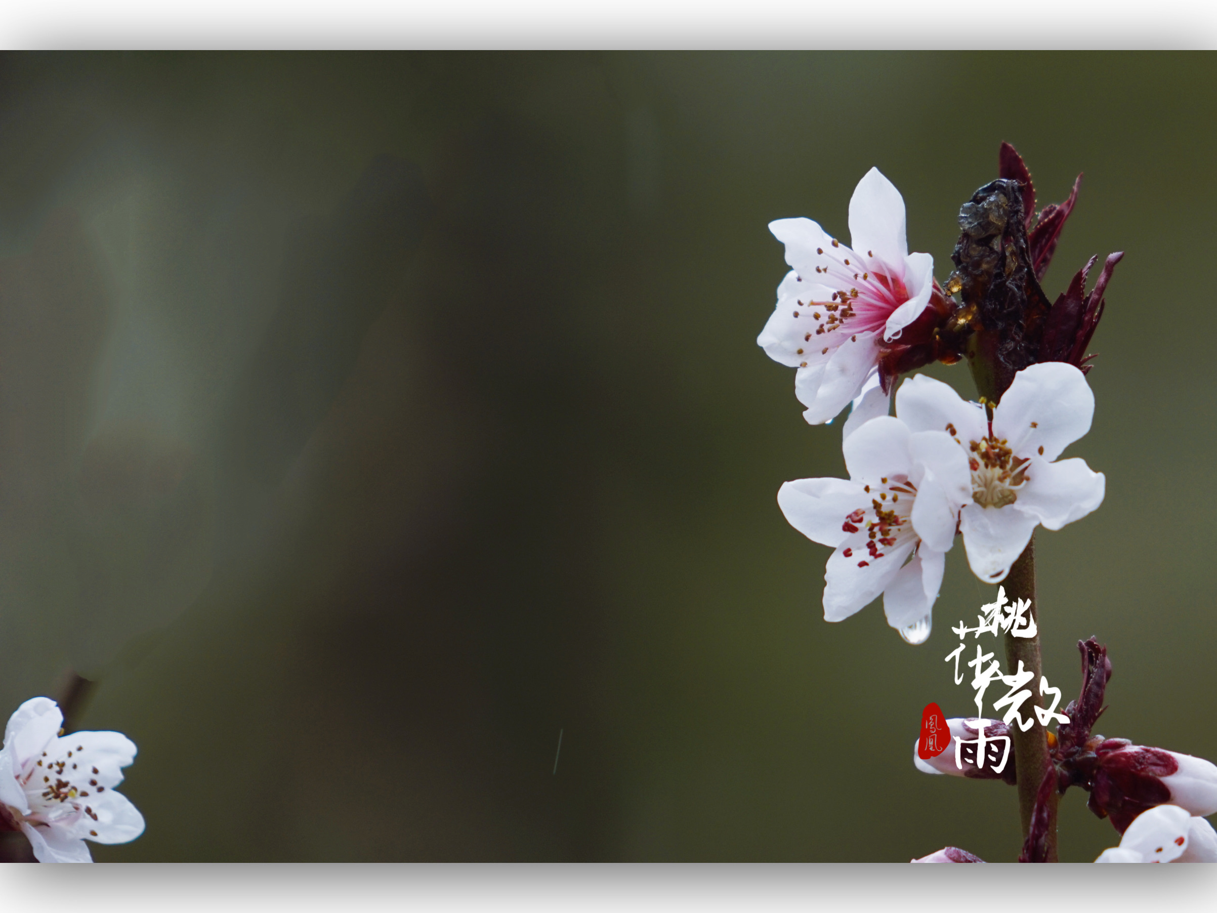 春雨贵如油.桃花微雨[首发]
