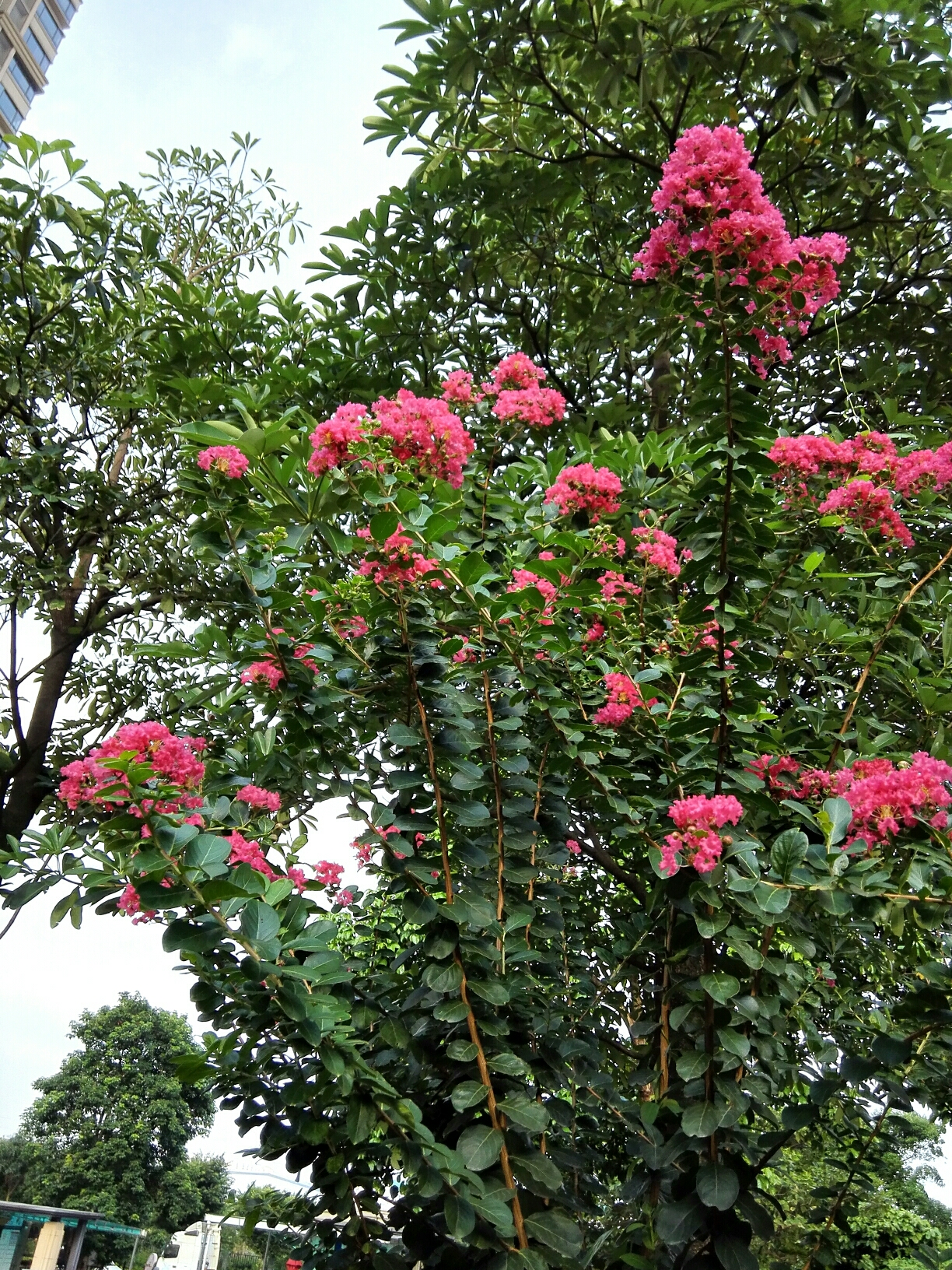 七绝:紫薇(新韵)