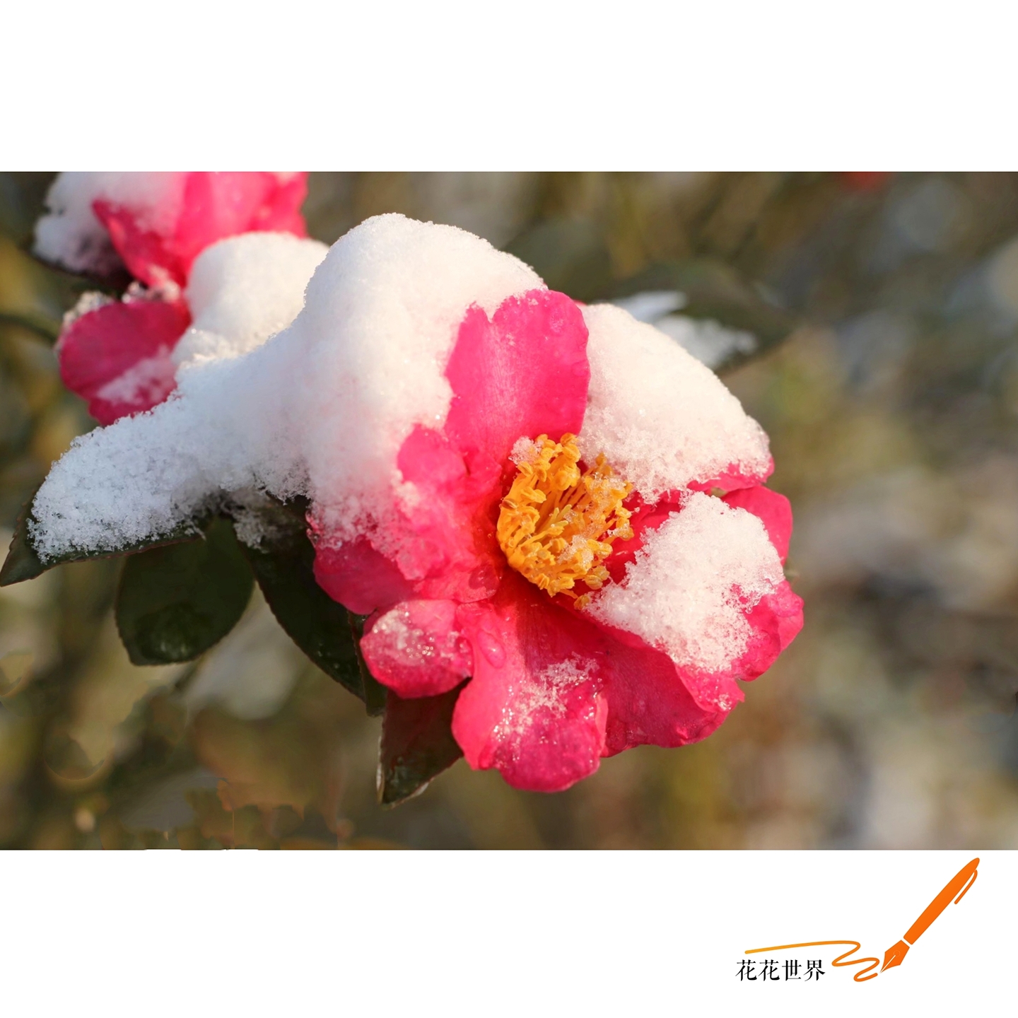 78飘雪*7819冬天73【爱花家园】:雪中的茶花 【原创首发】