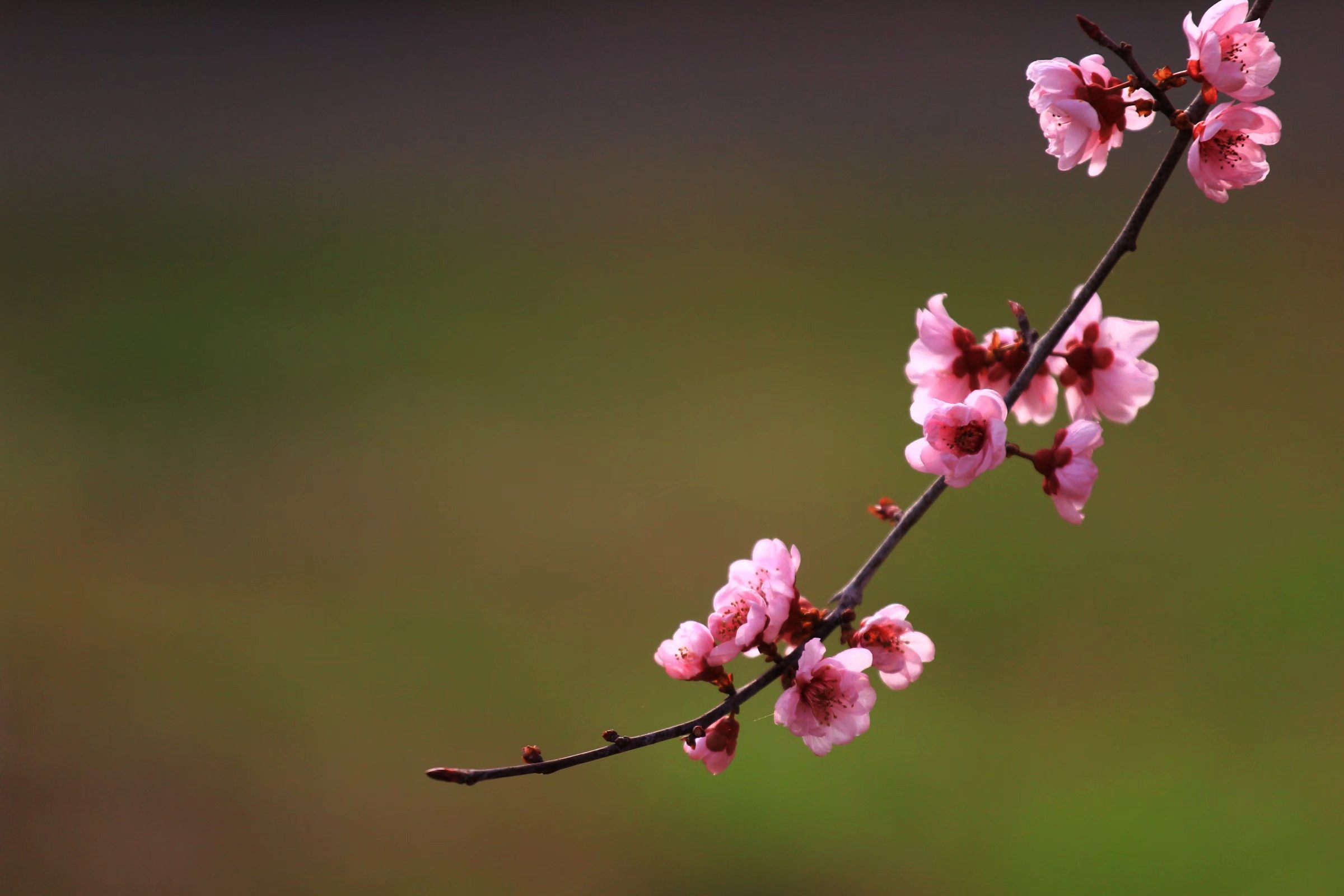风吹花落奈何情深【首发】