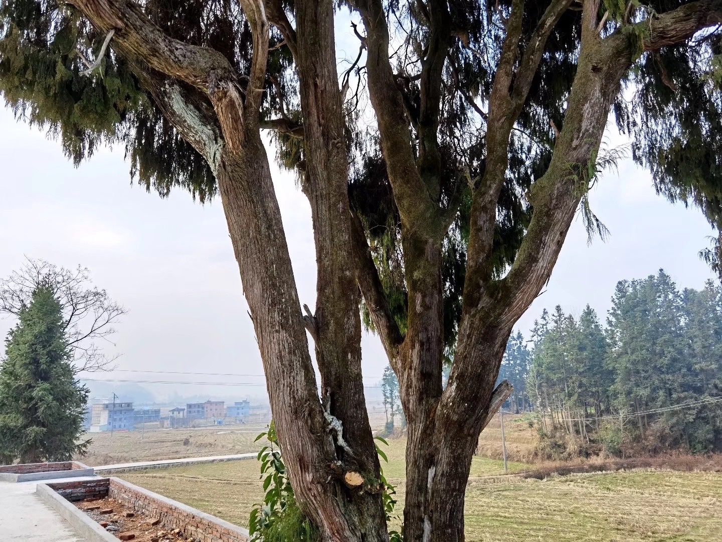 francoptmxjjkmsc,为柏科侧柏属的一种常绿乔木,在中国分布极广,北起