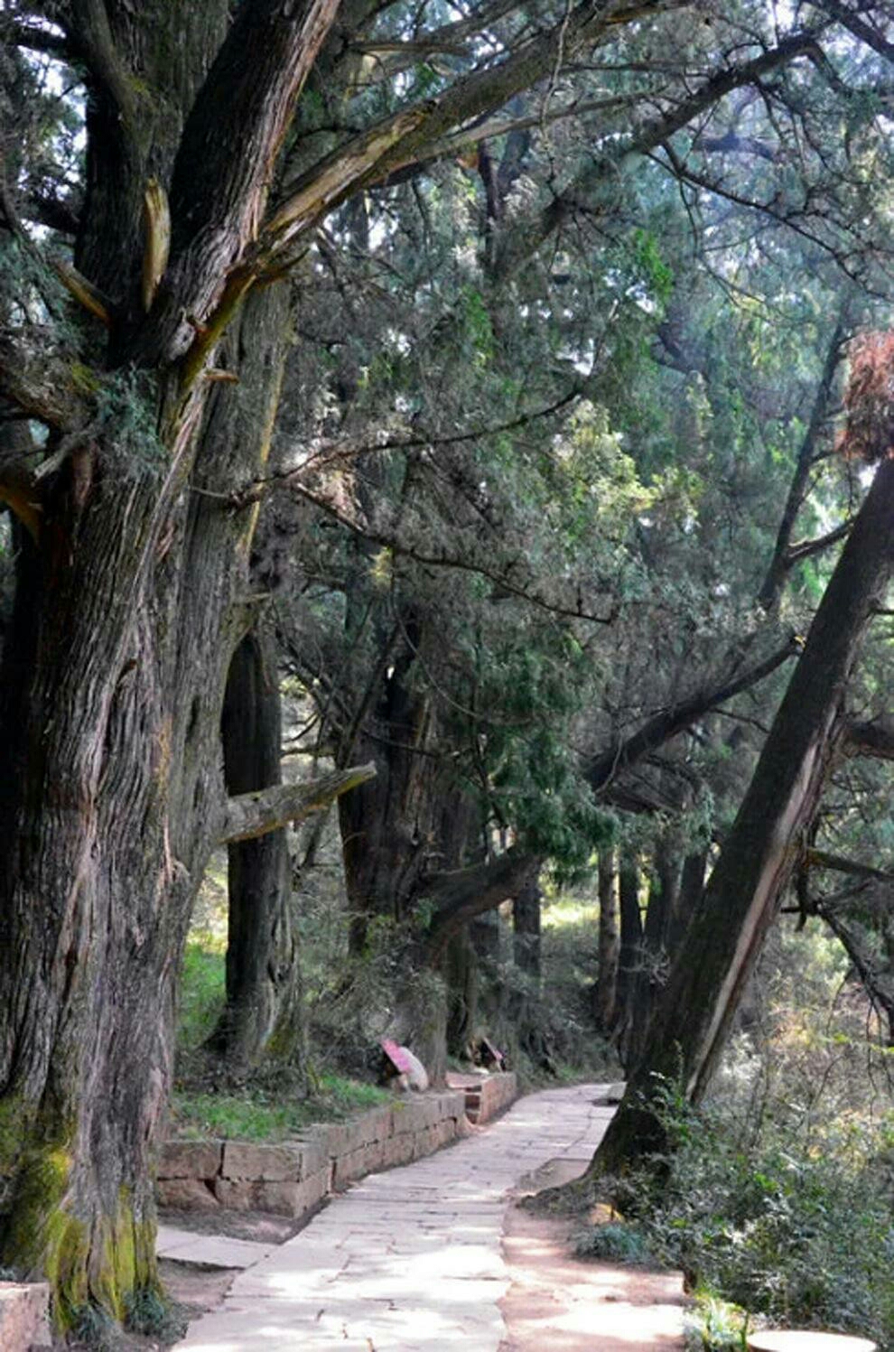 劍閣翠雲廊風景區/家鄉風貌