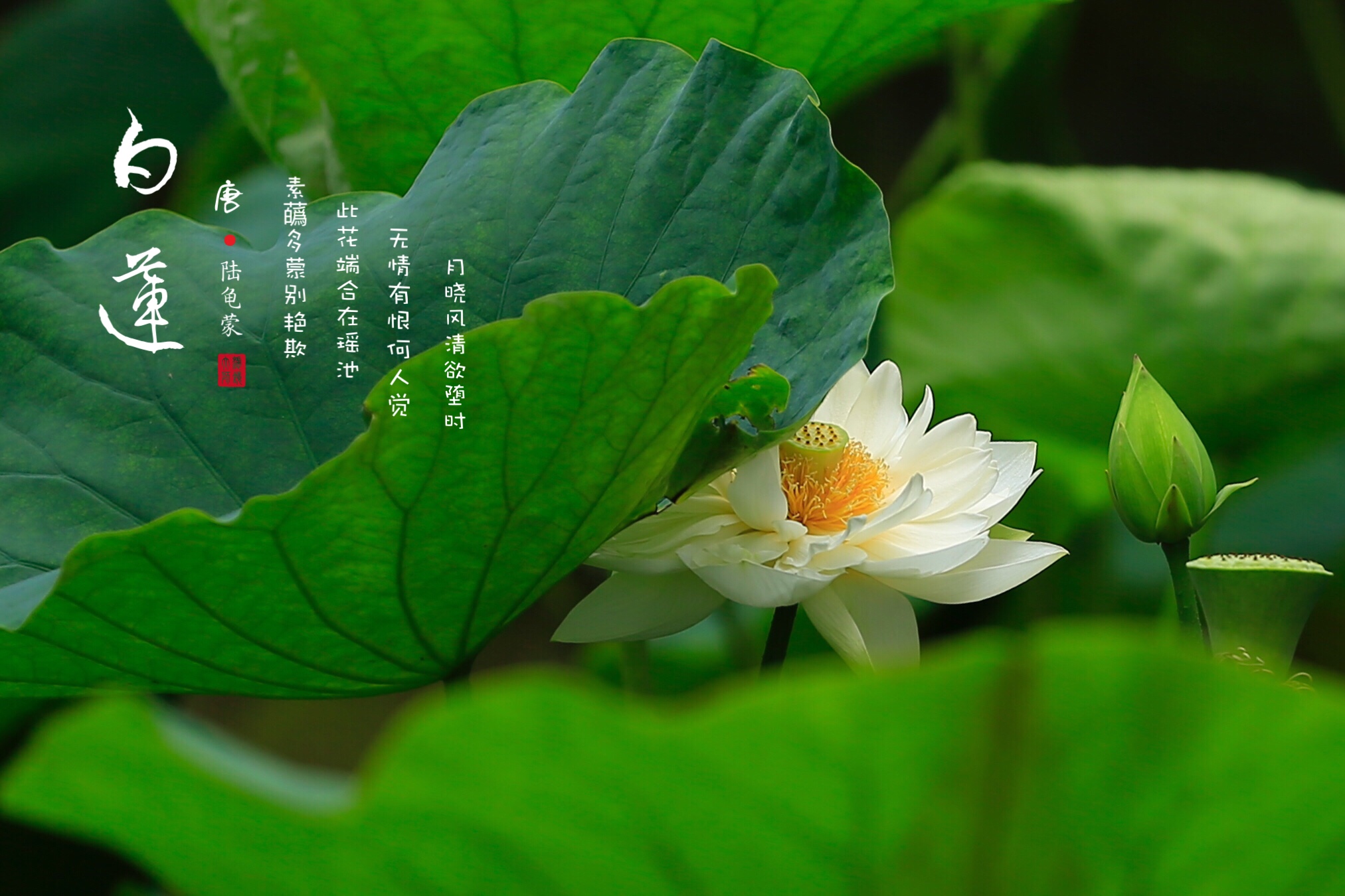 七月白莲淡雅无尘vv首发