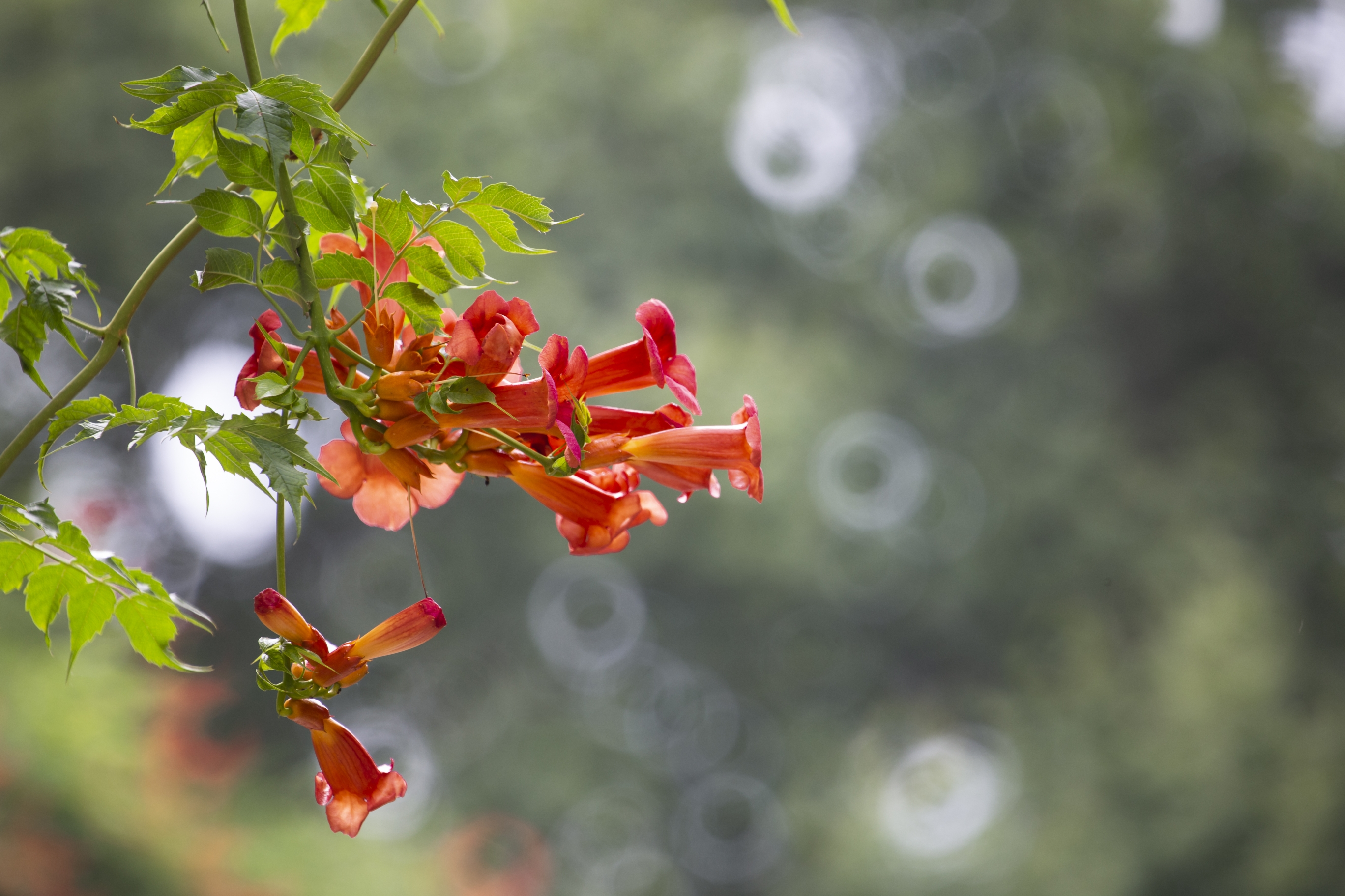 南京老门东的凌霄花和赏花人