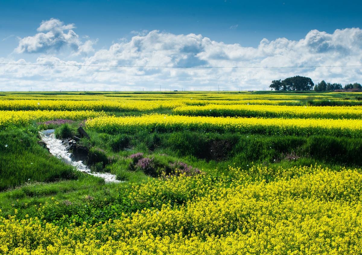 在天晴了的时候作者戴望舒