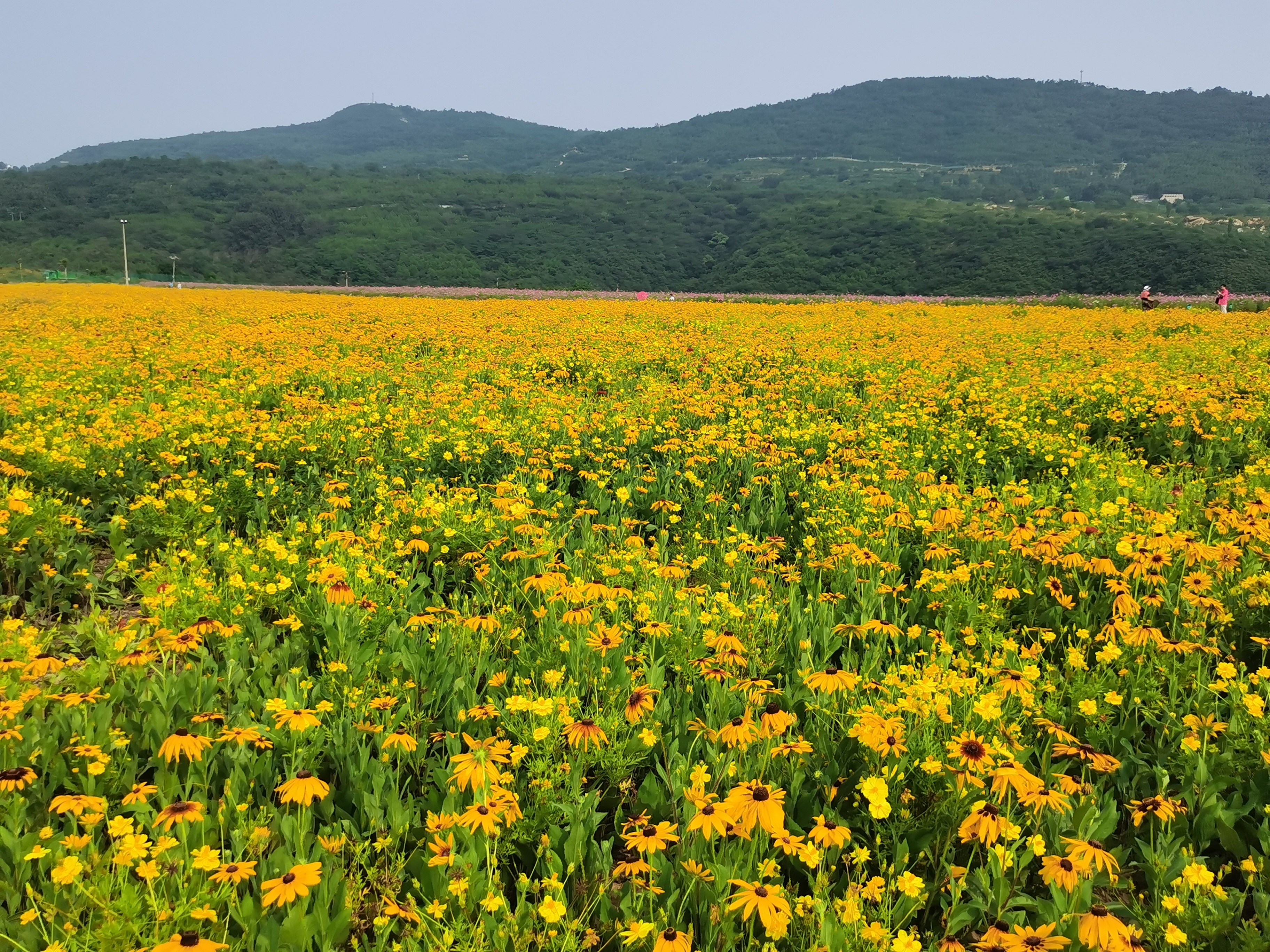 半山花海 "半山花海"位于石景山区五里坨天泰山南麓,146亩的面积,六七