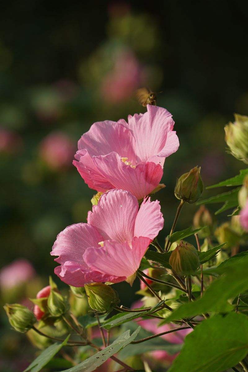 水芙蓉之于夏木芙蓉之于秋