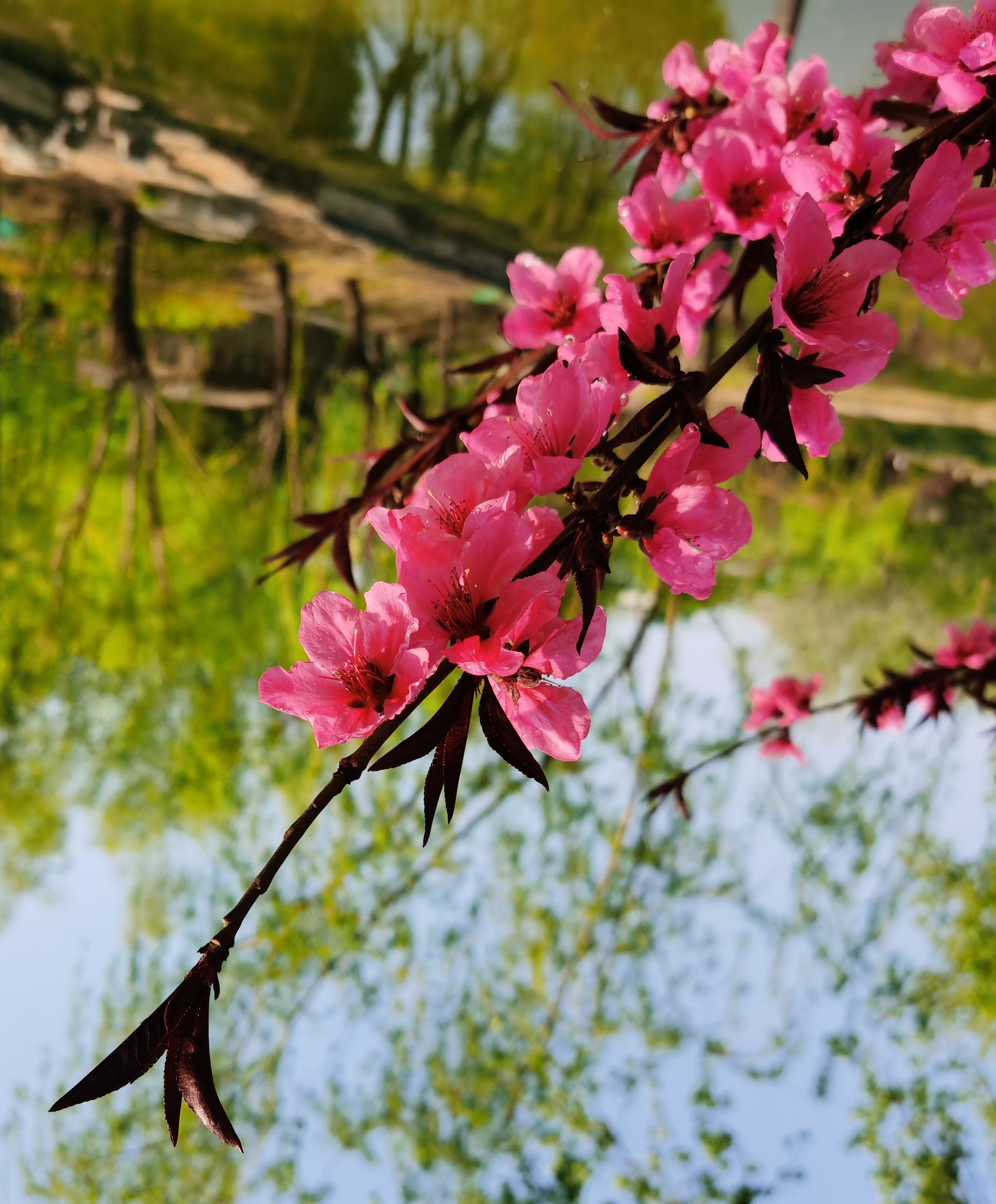 桃花盛开放大图片图片