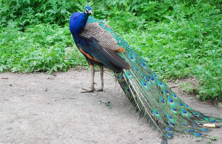 致神秘的孔雀作者:完适