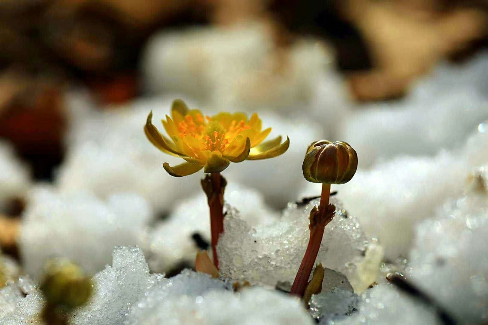 冰凌花北国春的使者