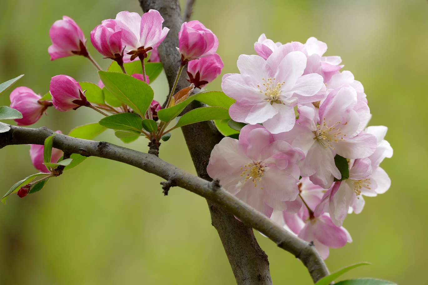 深春四月,姹紫嫣红花满枝,绿柳烟波万木青.