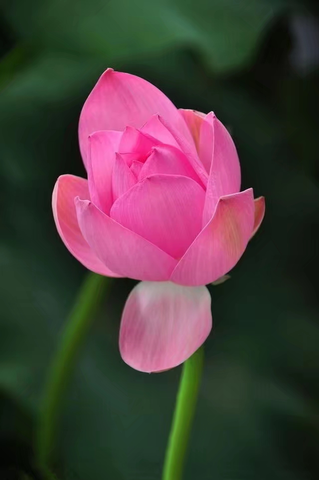 一朵花,開在哪裡都是芳香.一個人,走到哪裡都是生命.