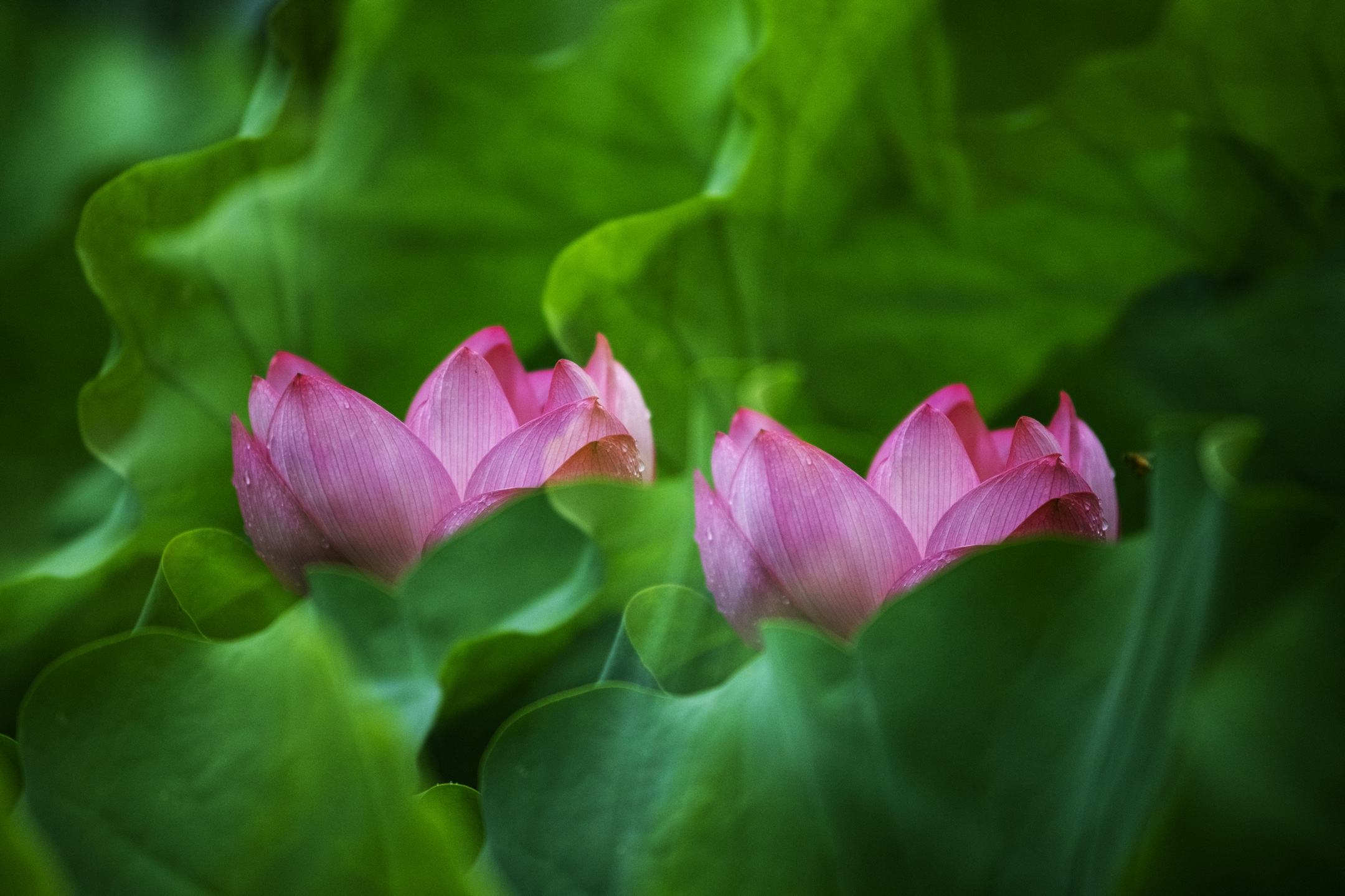 一年一度荷花开,花开富贵幸福来(二)