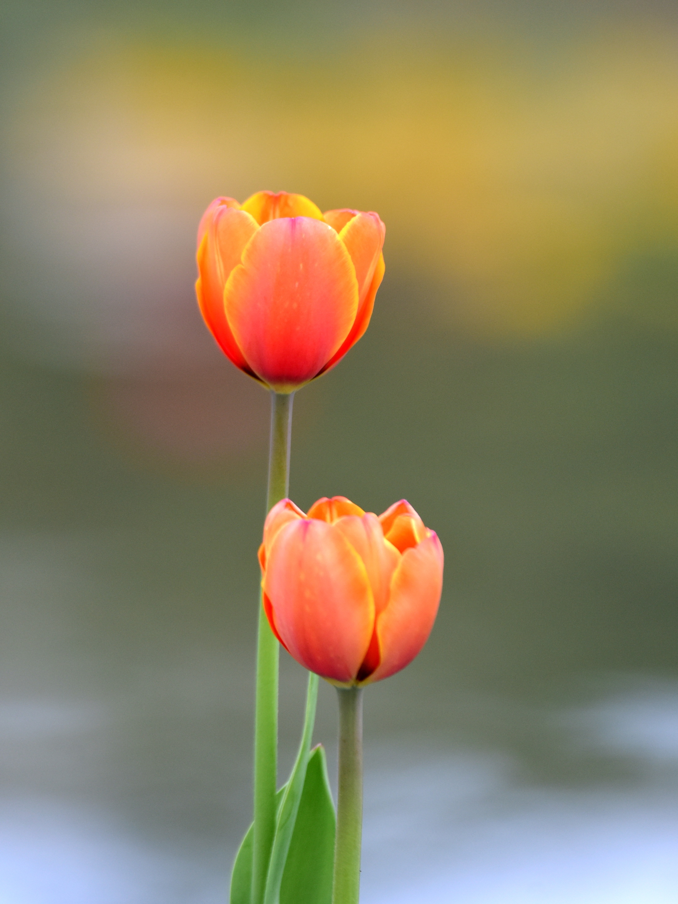 迷人郁金香(首发)