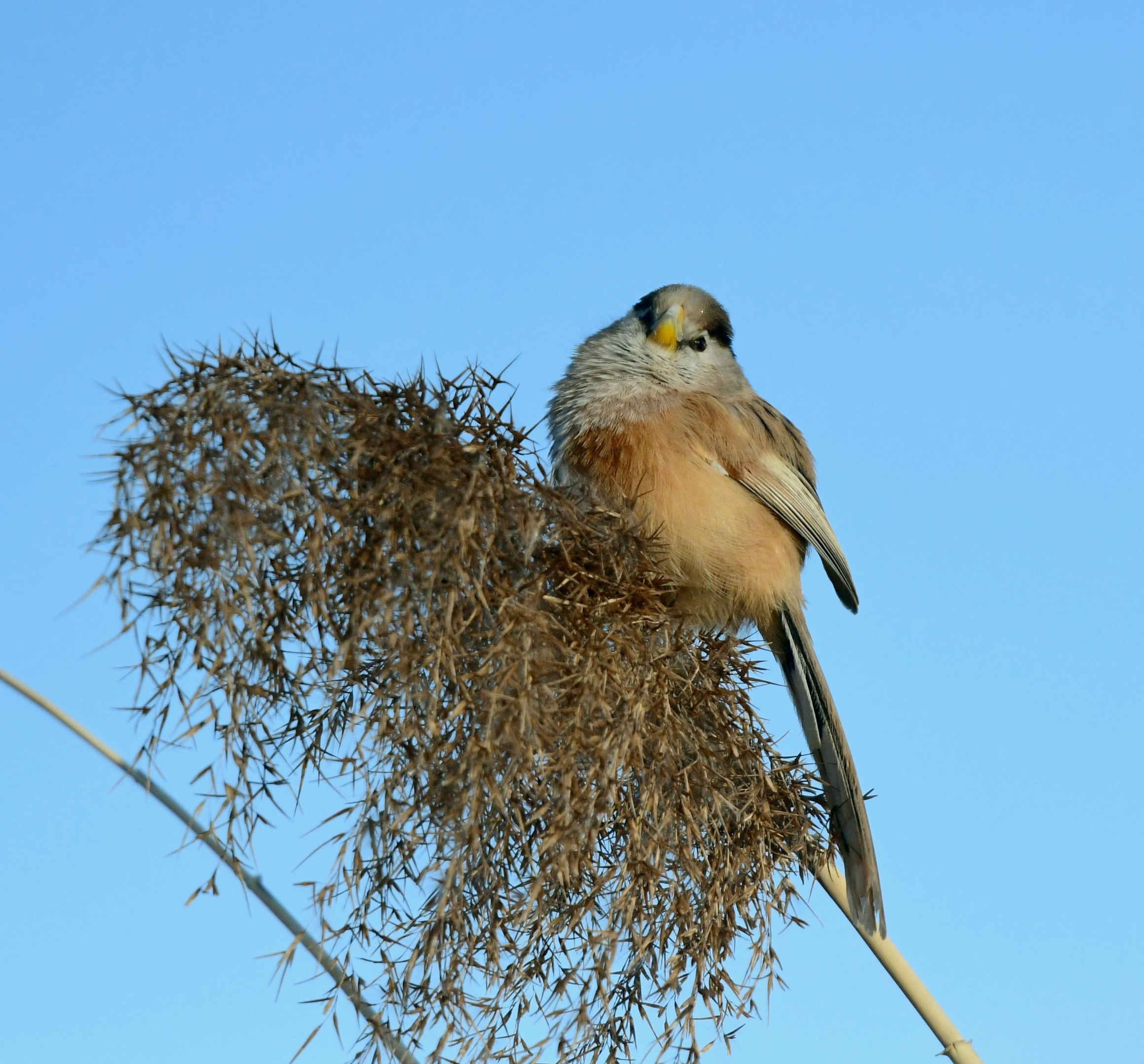 奥森公园冬日里几种常见鸟儿首发