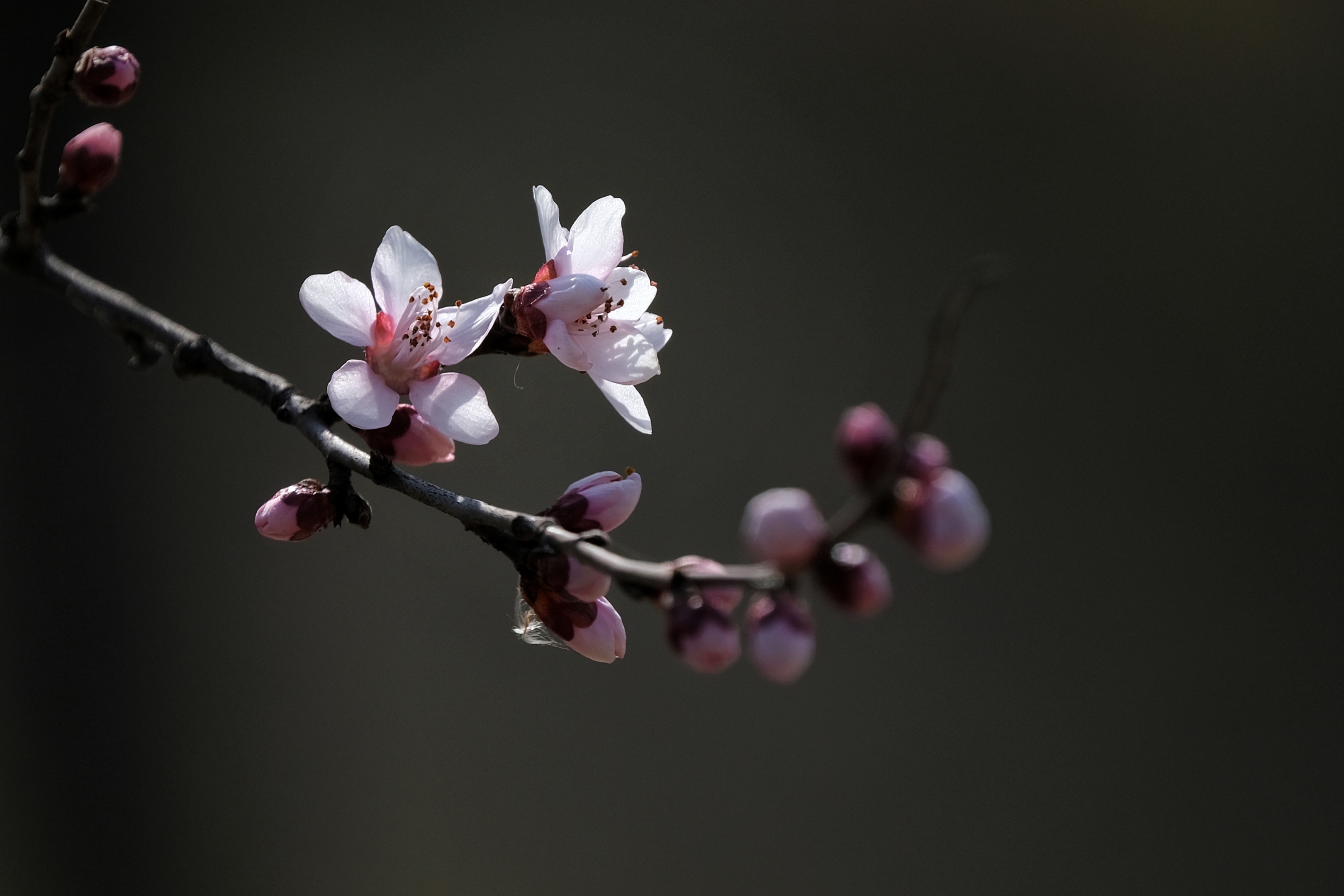 首发早春二月山桃花开