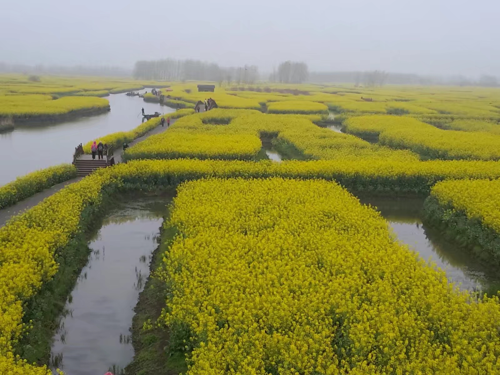 興化垛田油菜花