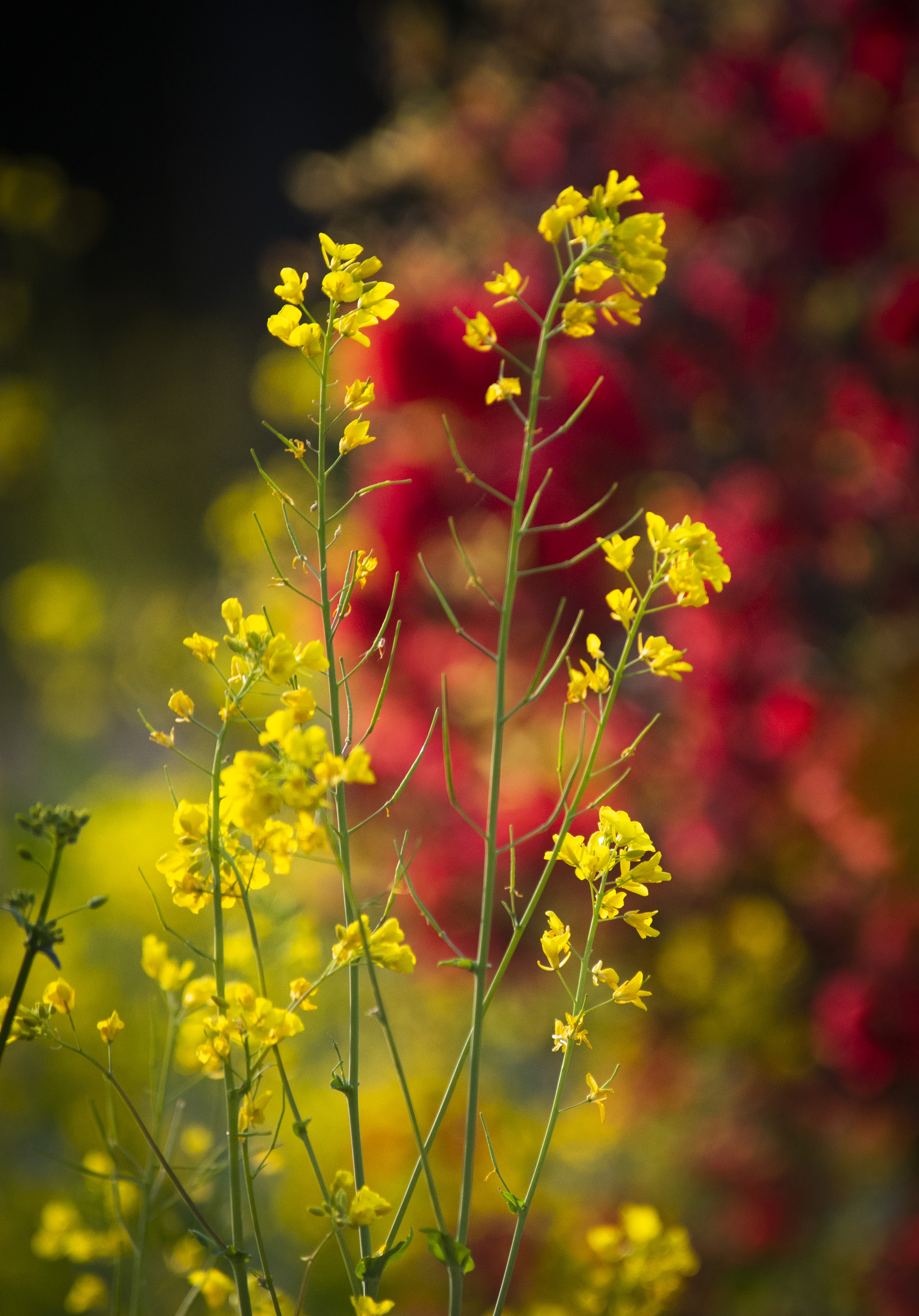 春洒甘棠,鸟语花香
