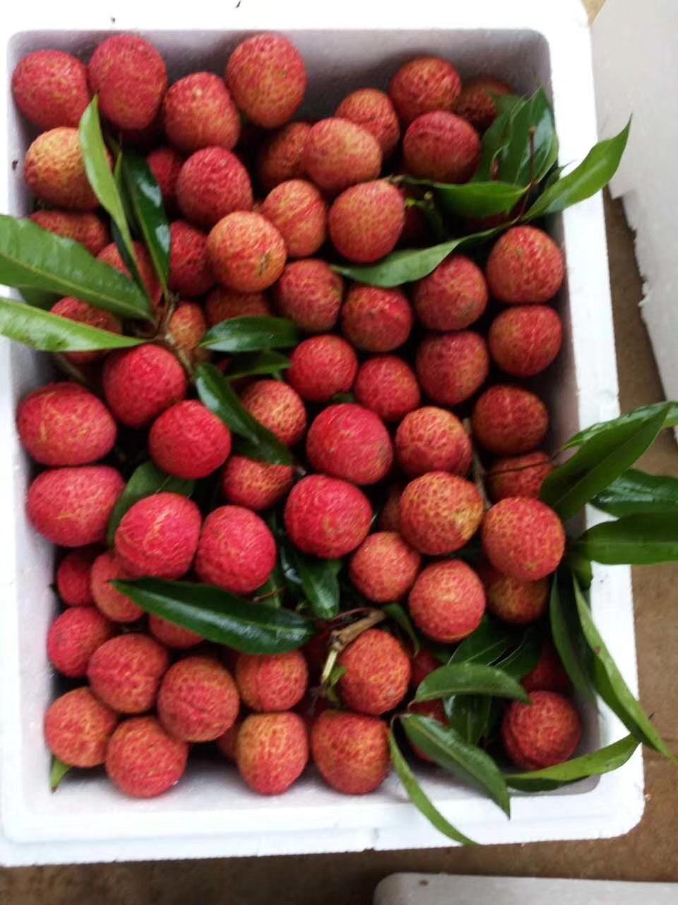 海南绿叶岛无核荔枝正式上市!