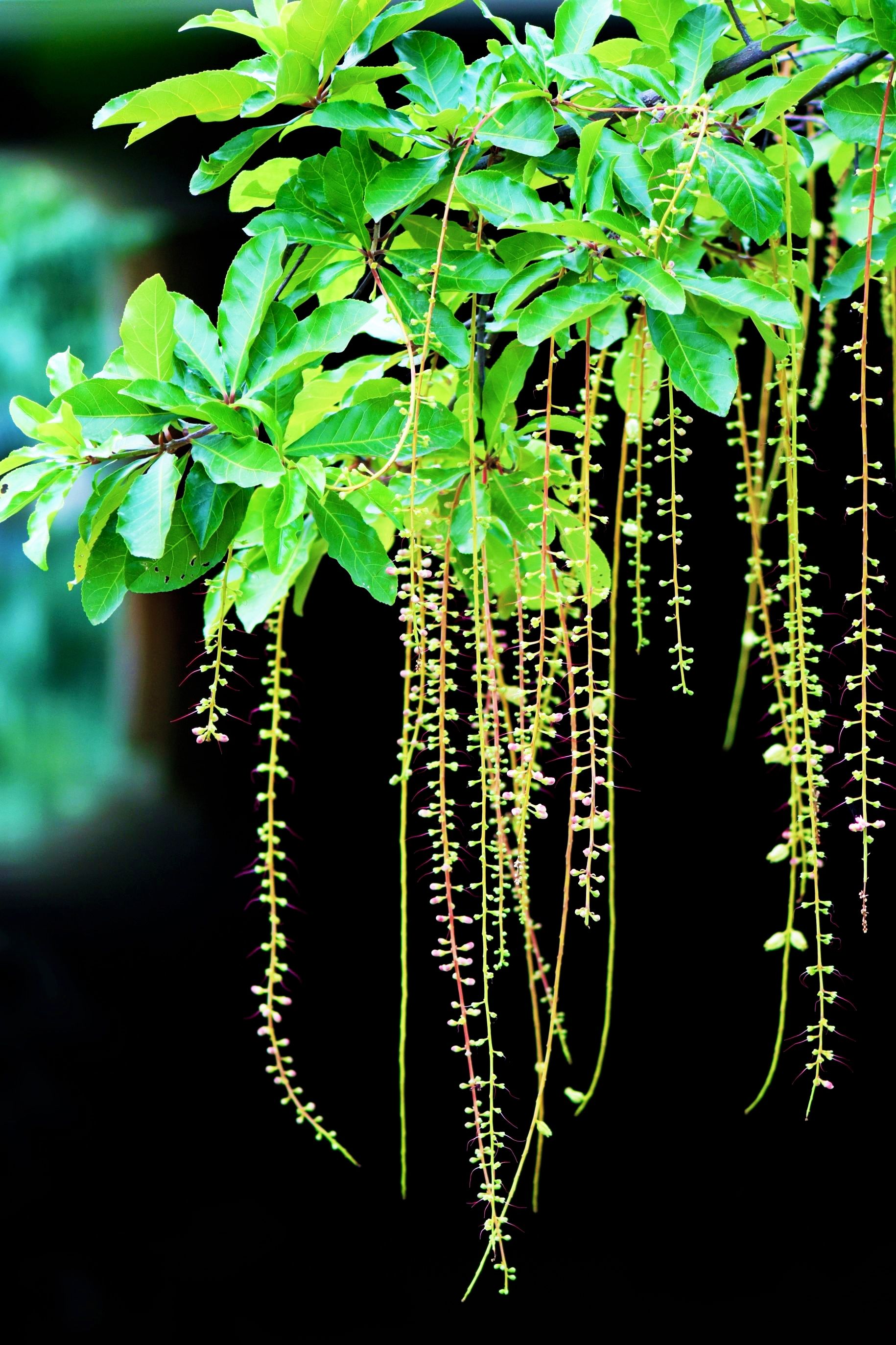 琼花玉蕊图片