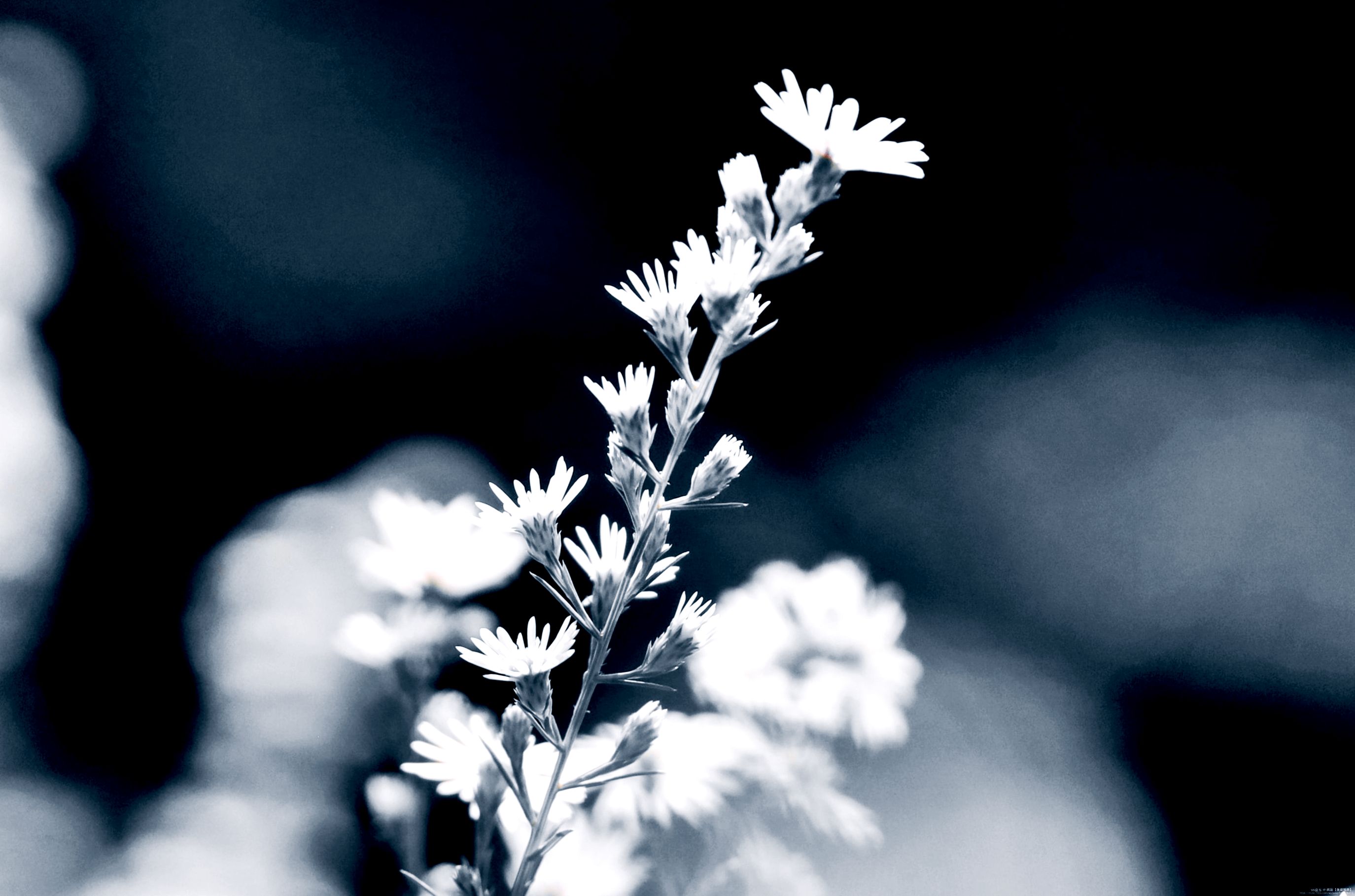首发清新淡雅的柳叶白菀花