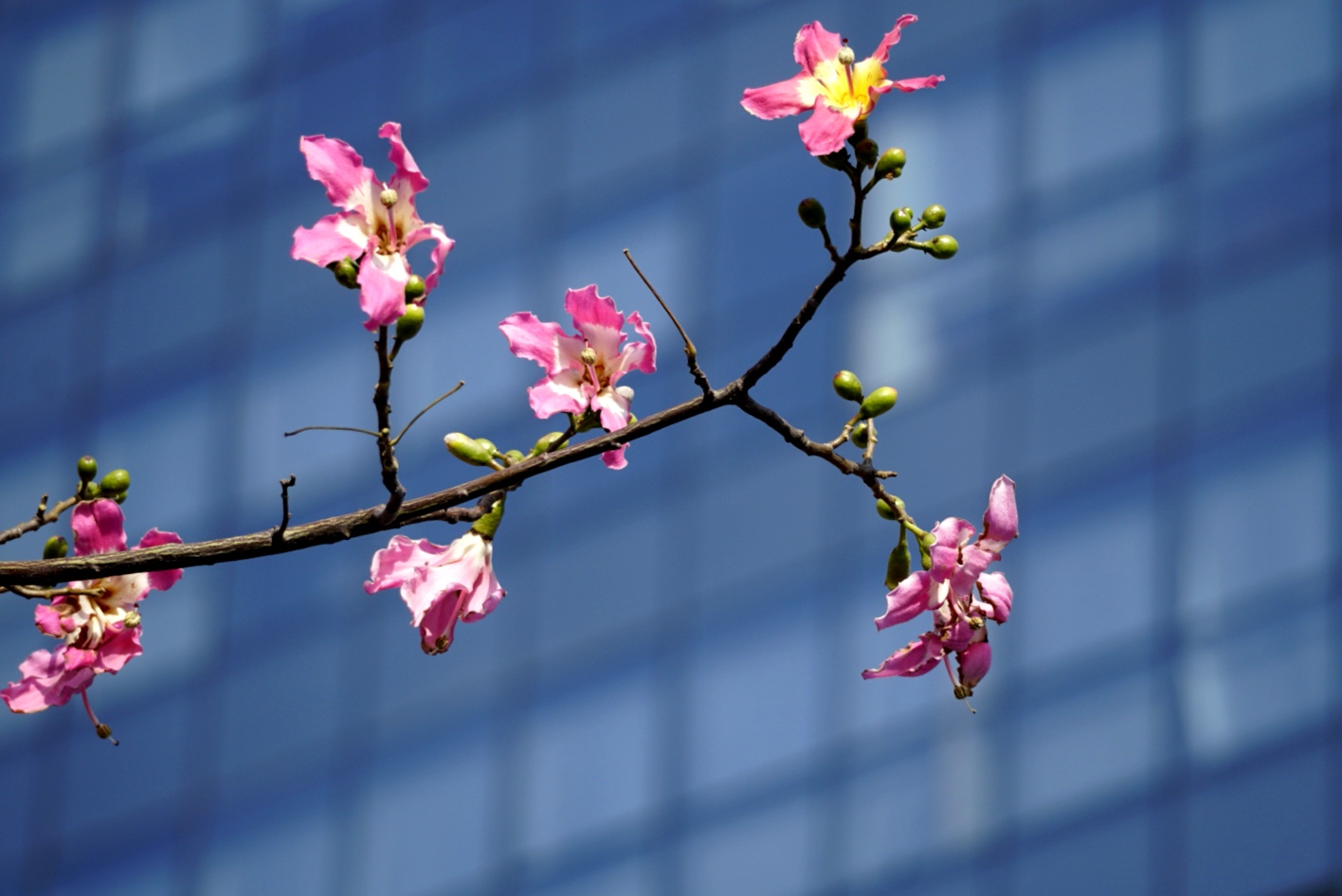 冬季里开花的美人树异木棉