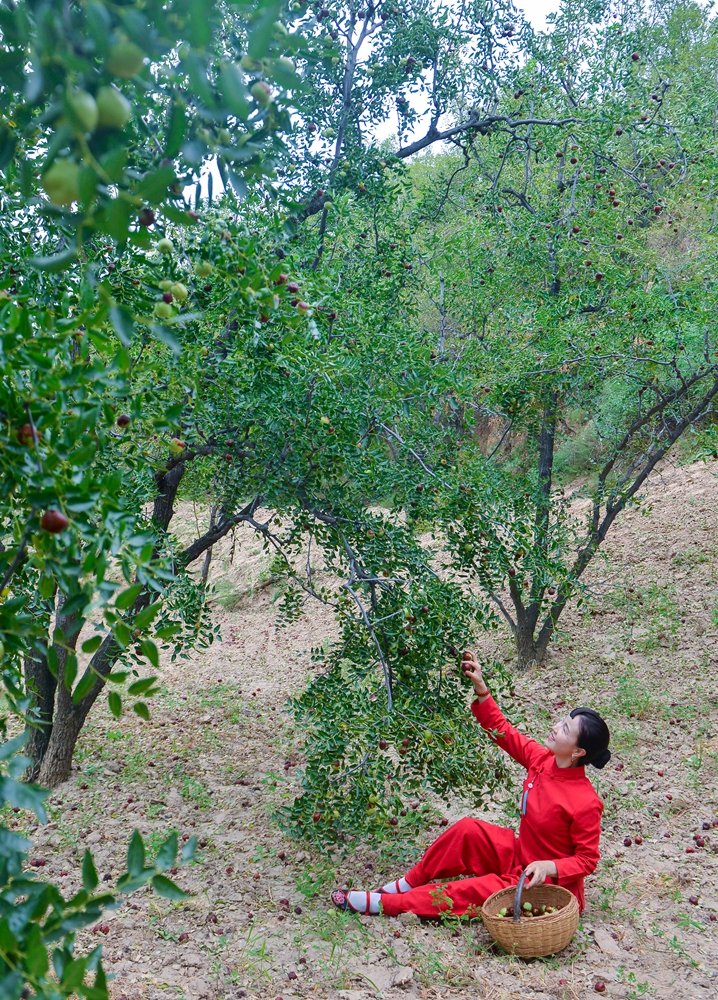 家乡的红枣树唯美图片图片