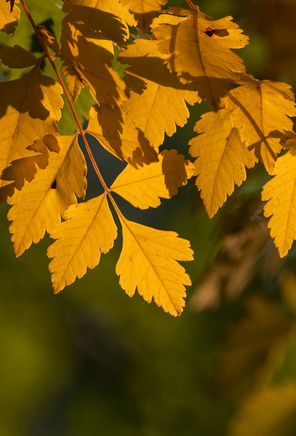 秋景如画 景物皆难驻,伤春复怨秋. 旋书红叶落,拟画碧云收