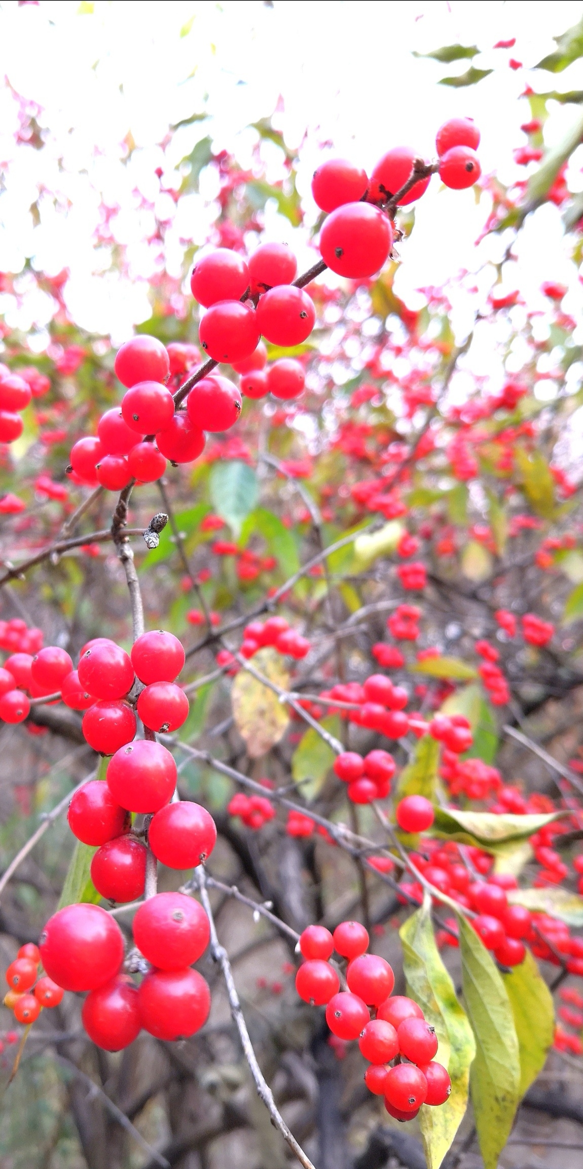 紅豆寄相思