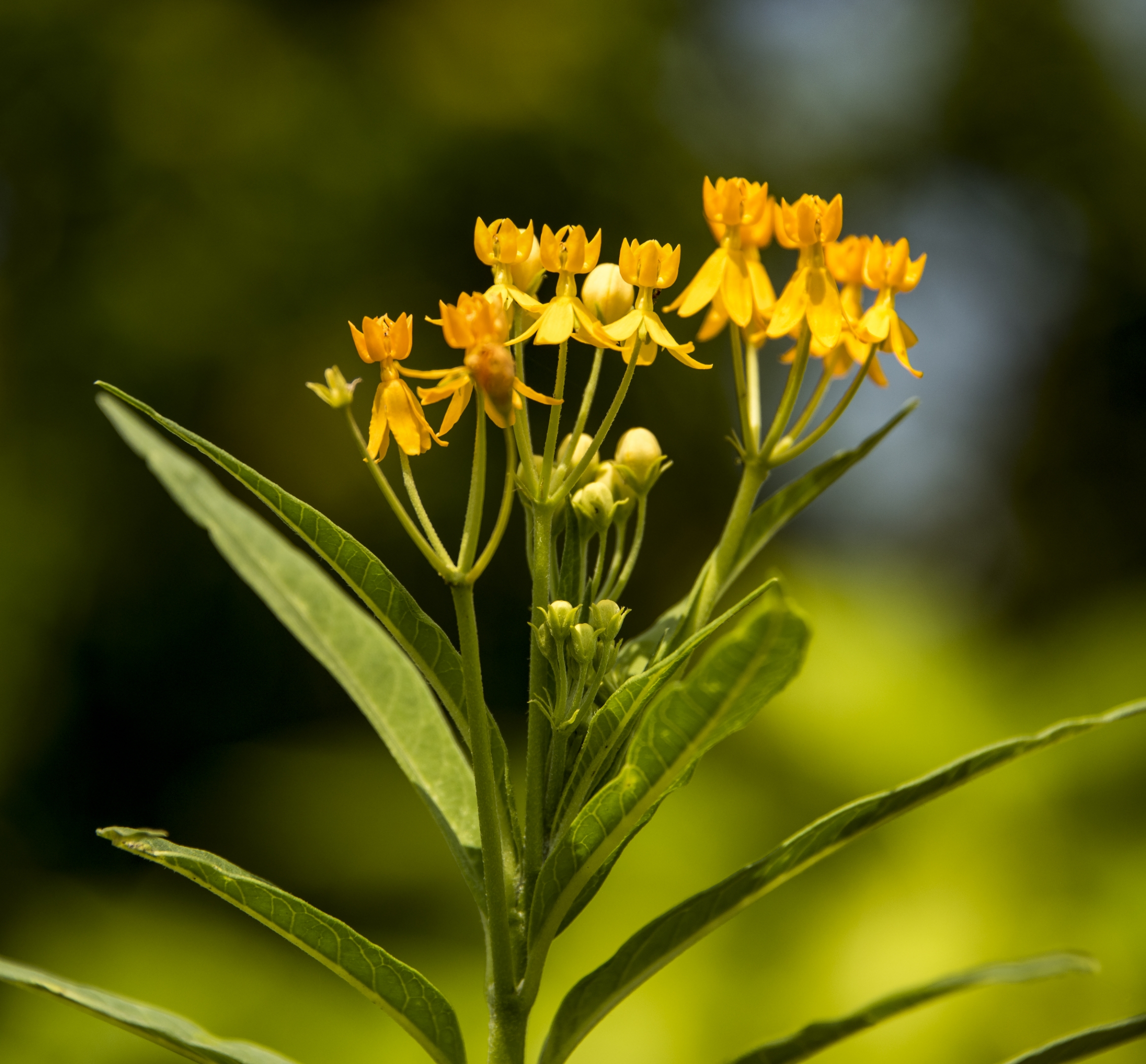 小巧玲珑的黄冠马力筋首发