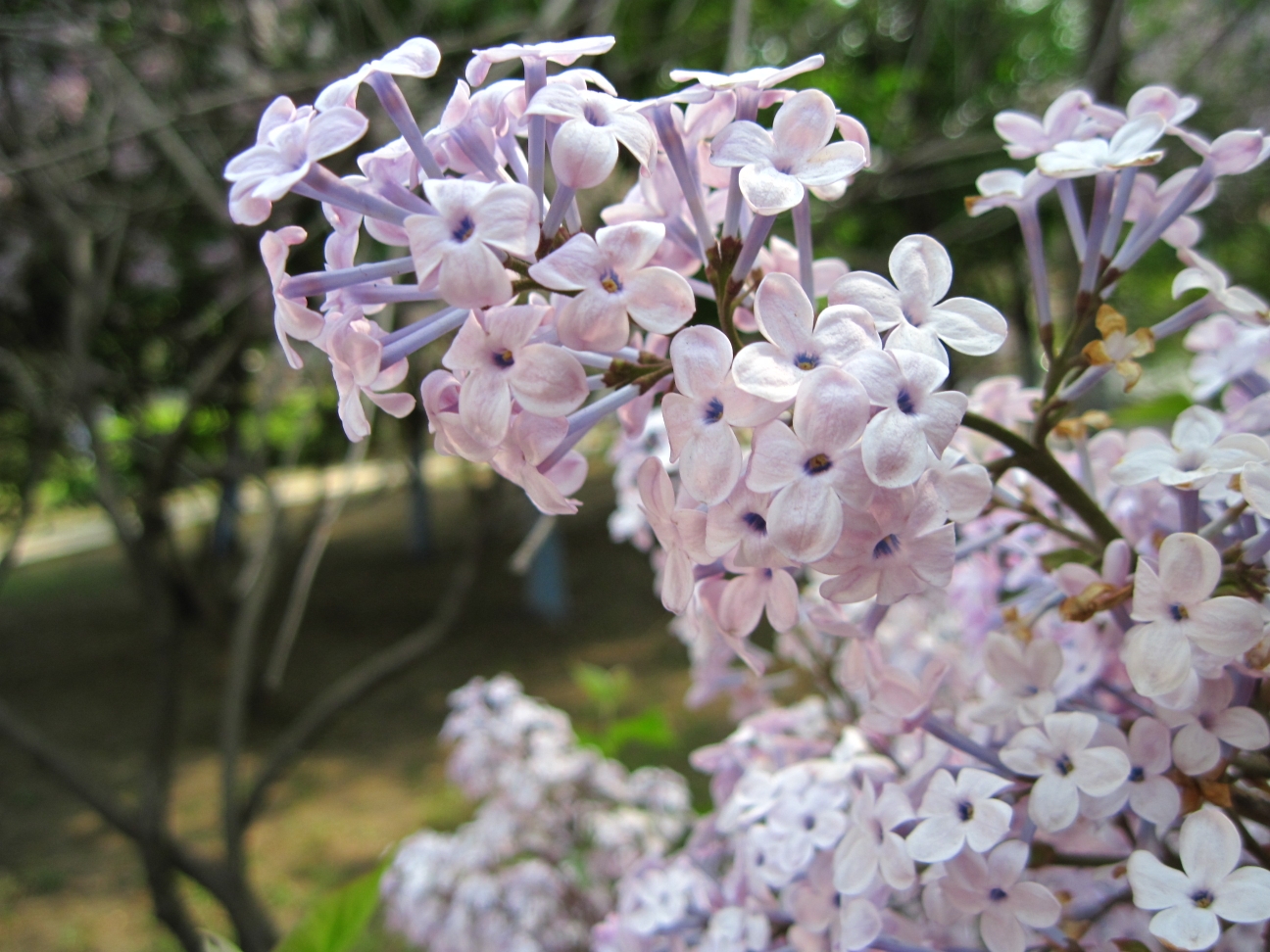 丁香树长什么样子(丁香泡水喝能治幽门螺杆菌吗)