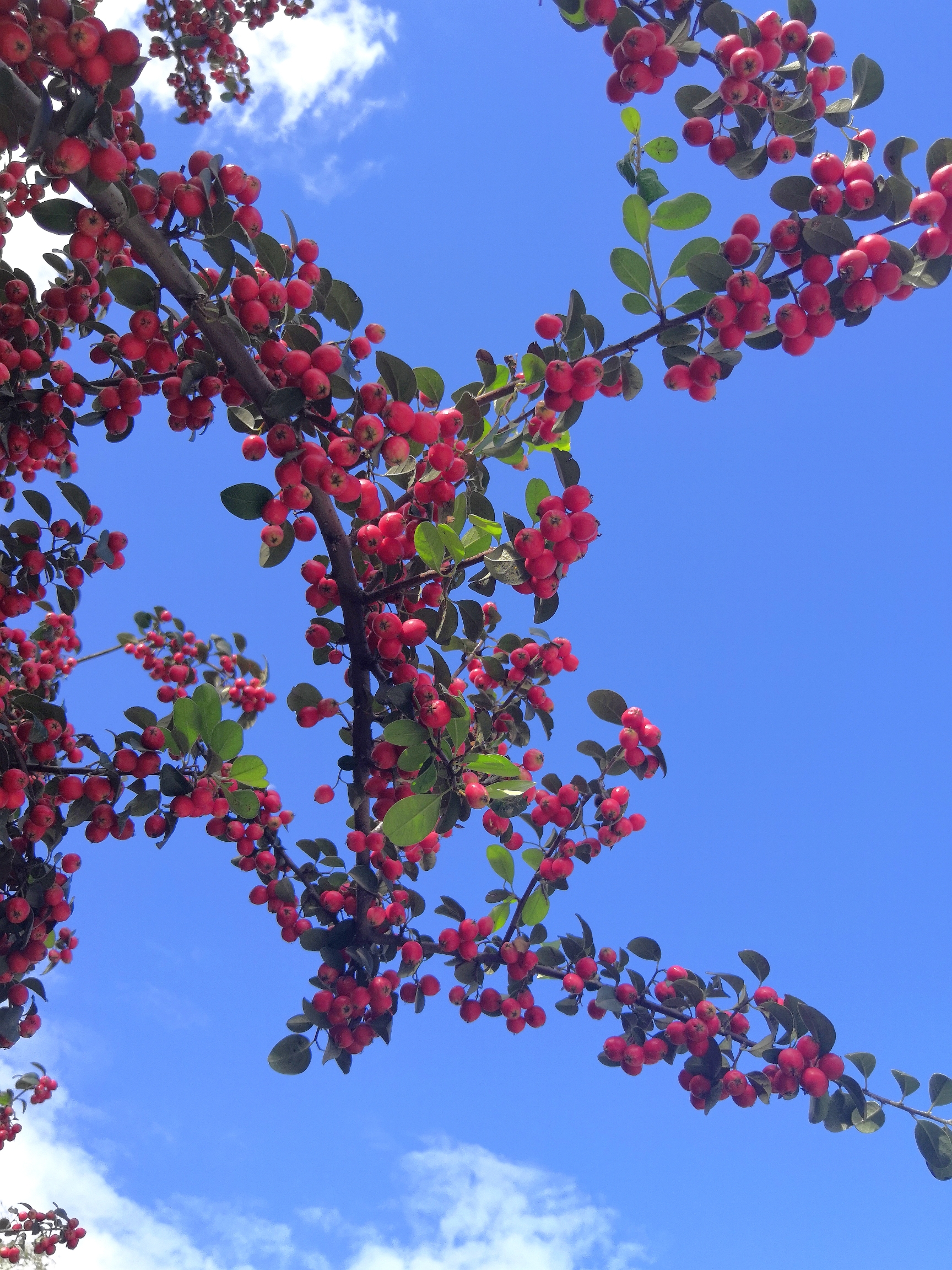 水栒子61果实累累一树秋红首发
