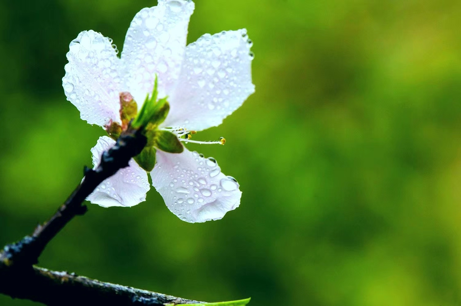 初春的小雨