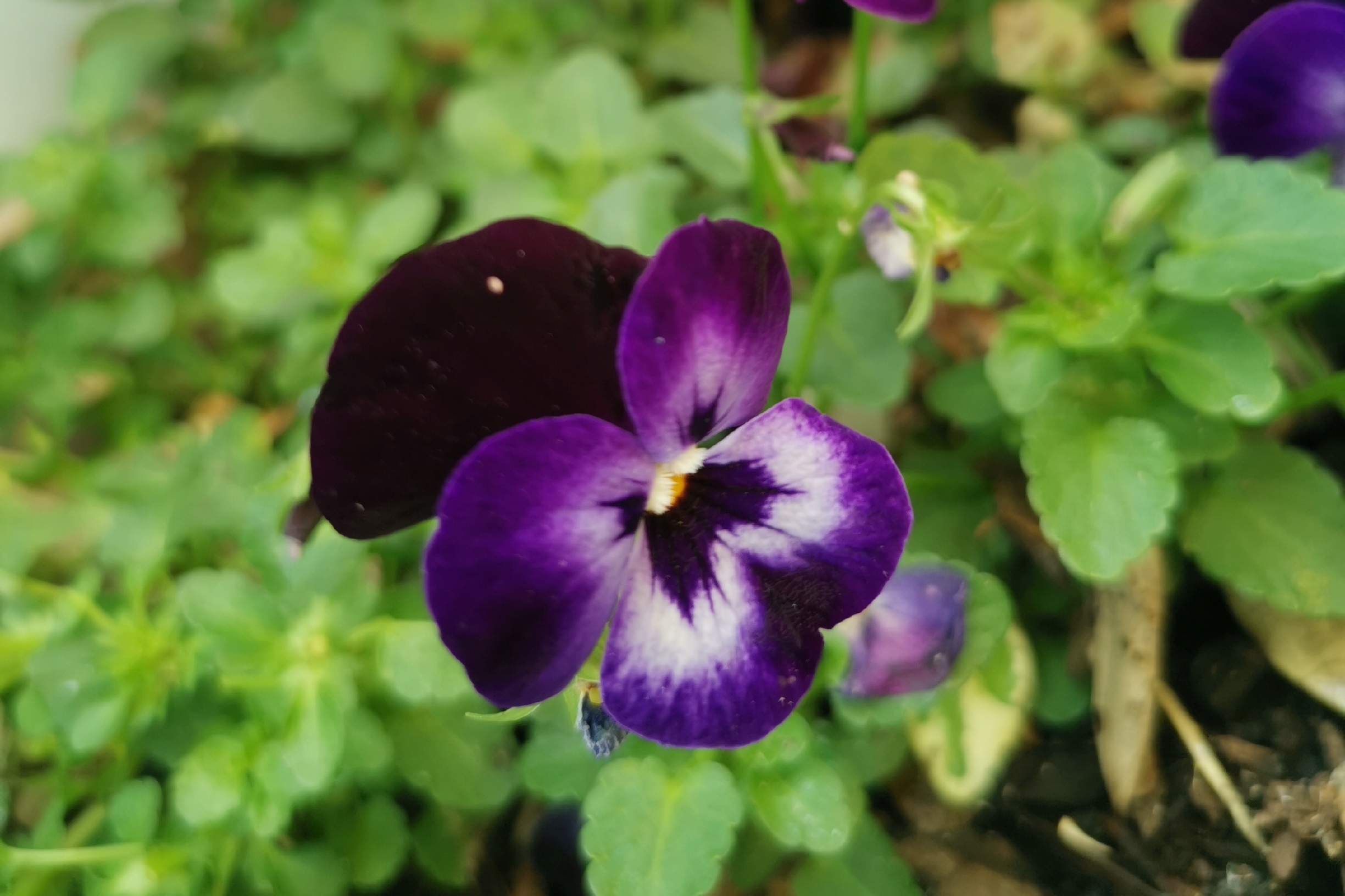 首发用镜头寻找美紫色角堇花