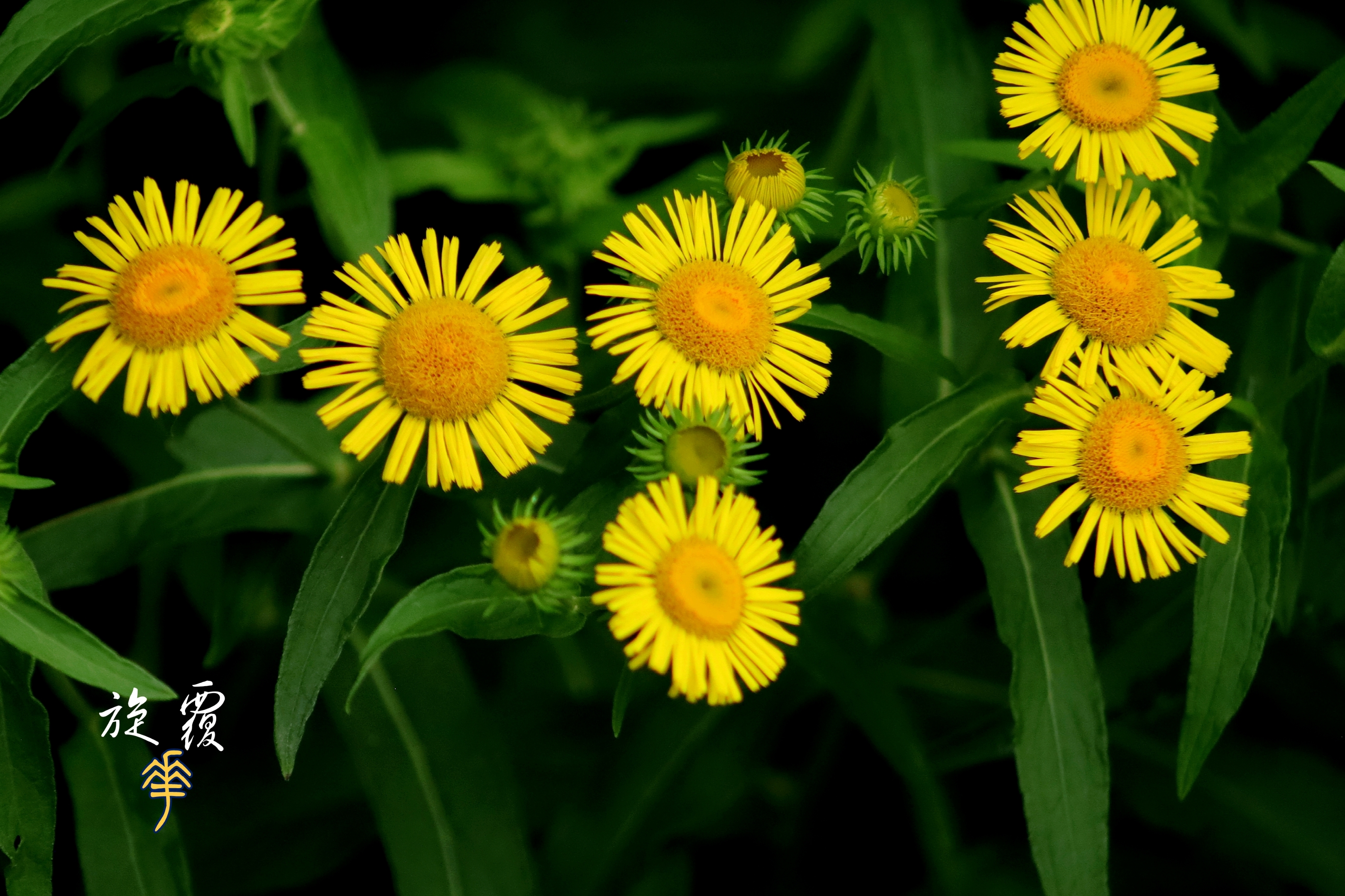 美丽的欧亚旋覆花