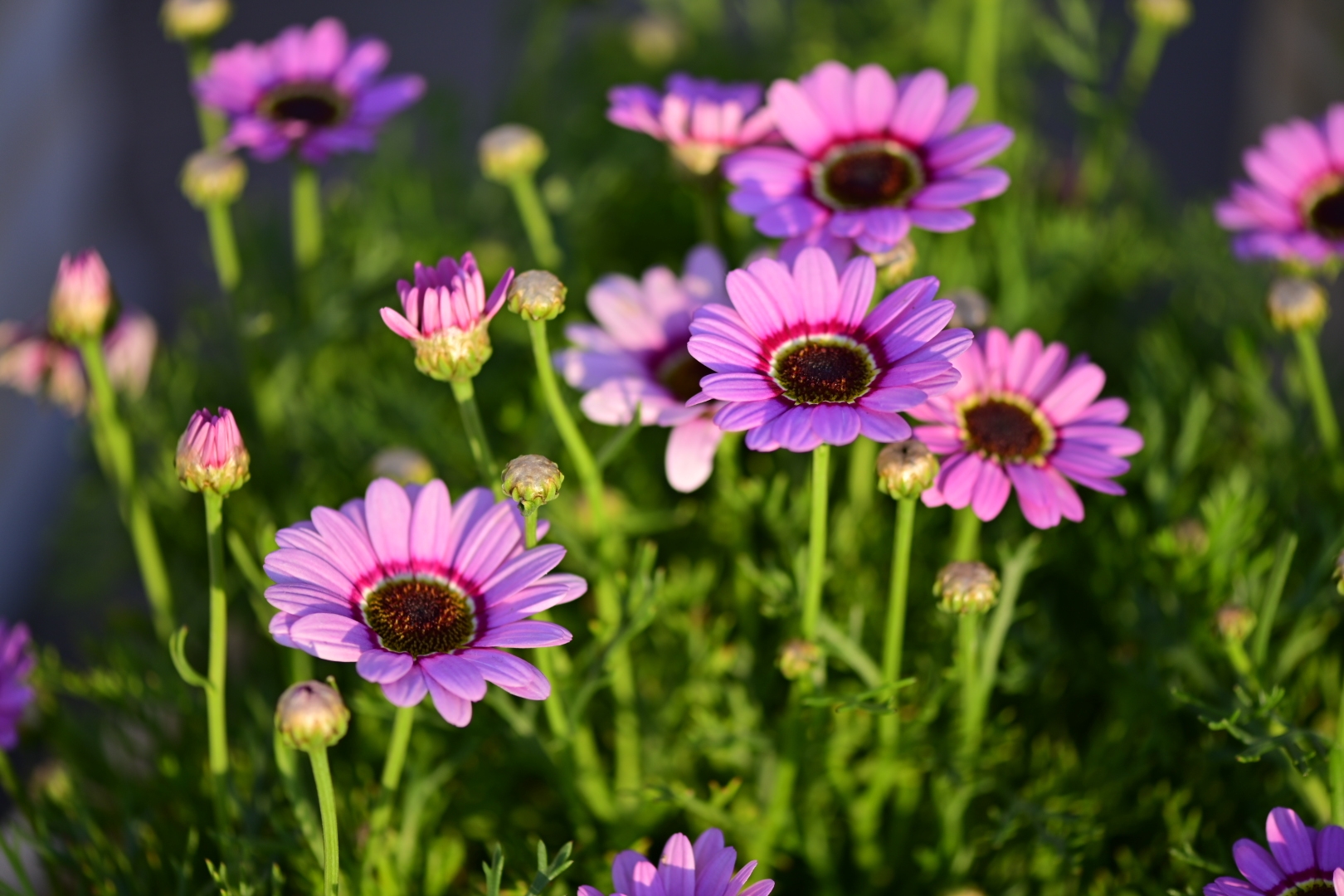木茼蒿花开艳丽夺目