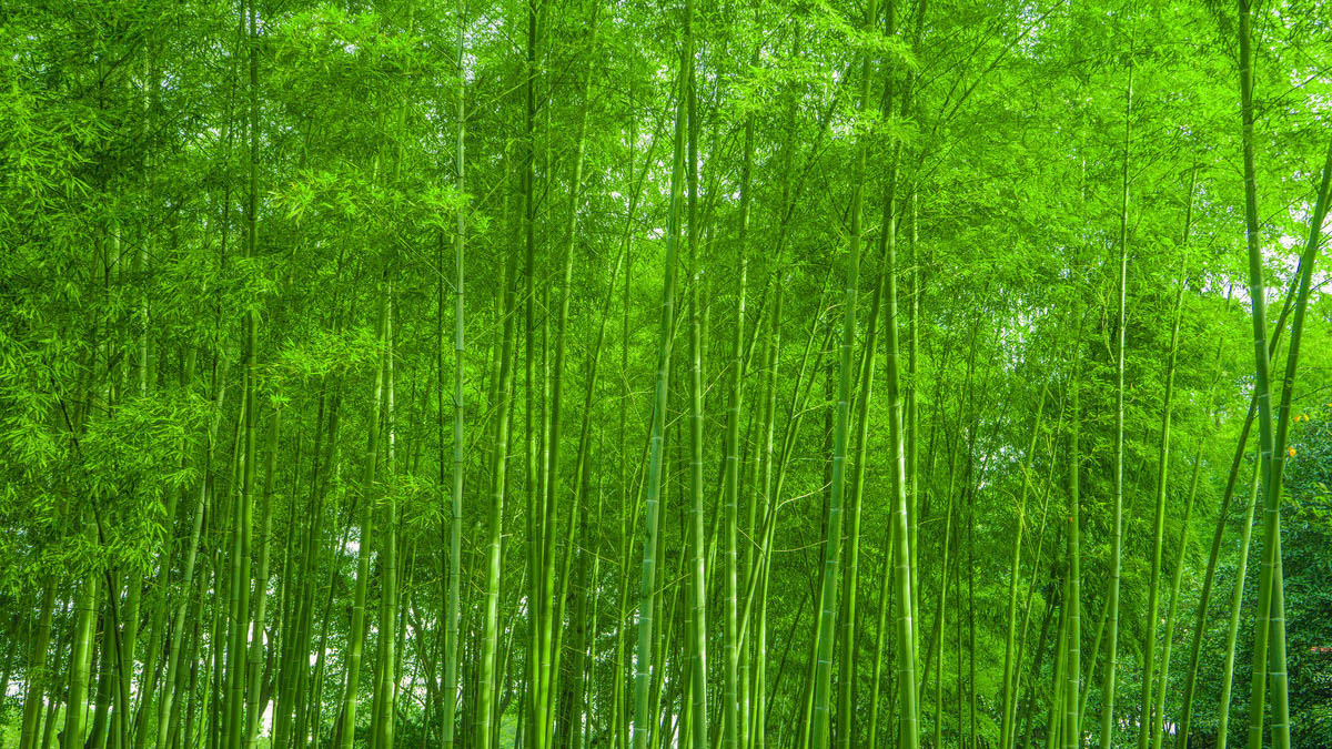 绿色竹子壁纸全屏图片