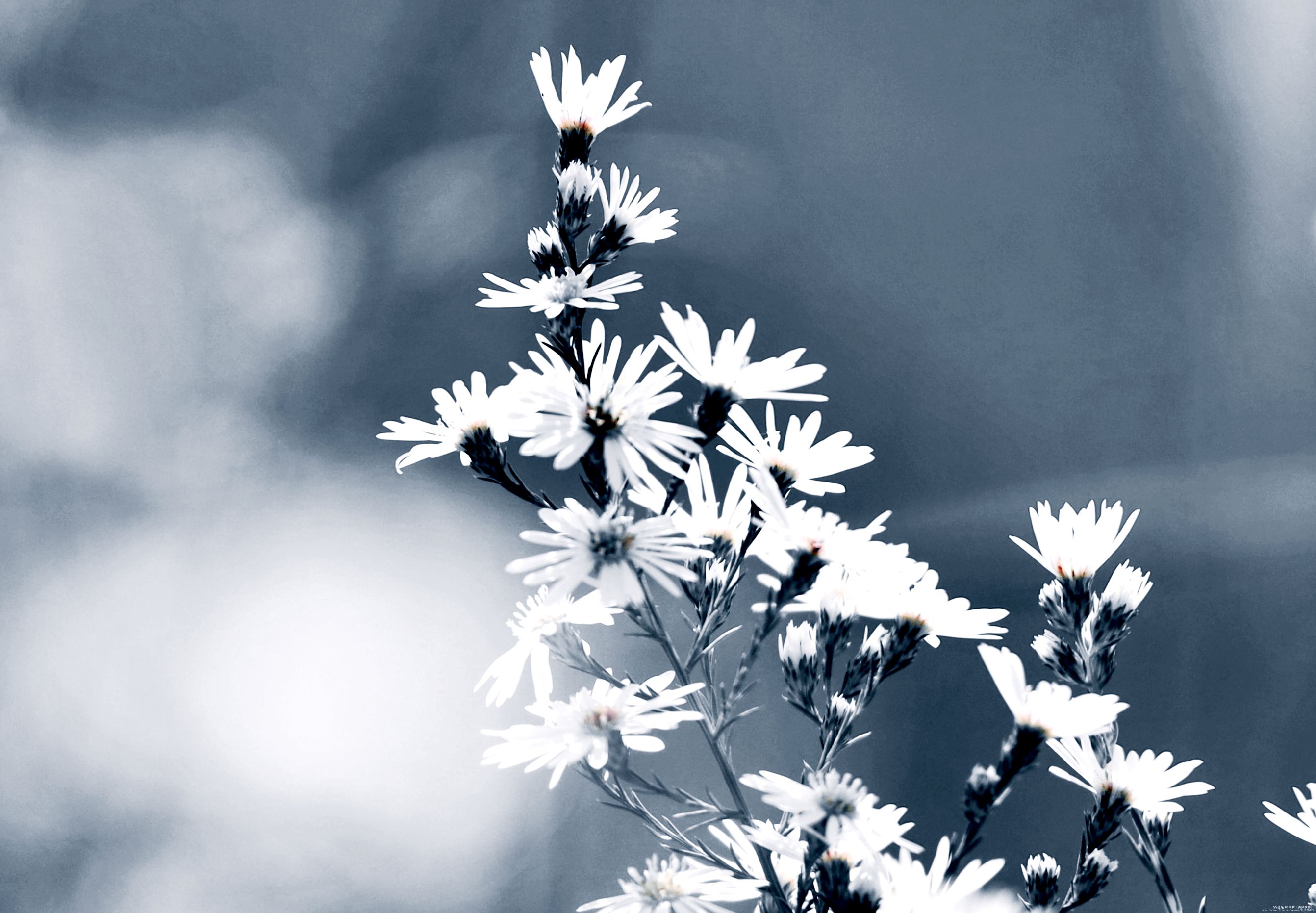 首发清新淡雅的柳叶白菀花